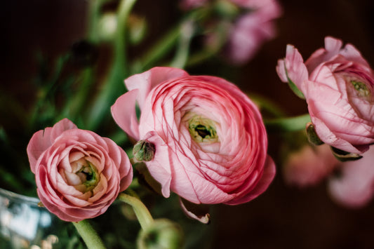 Ranunculus