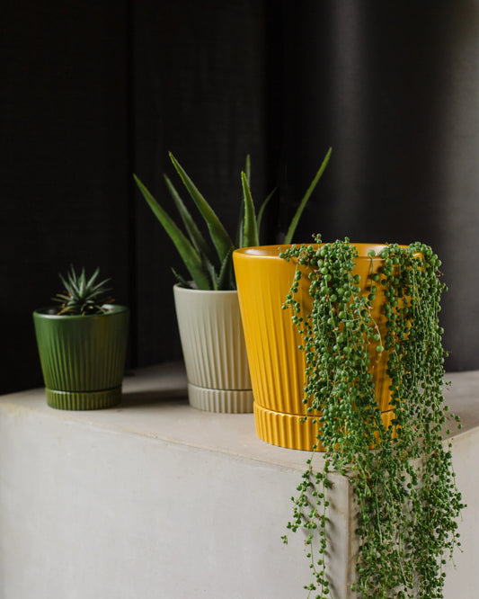 Indie Cover Pot Large