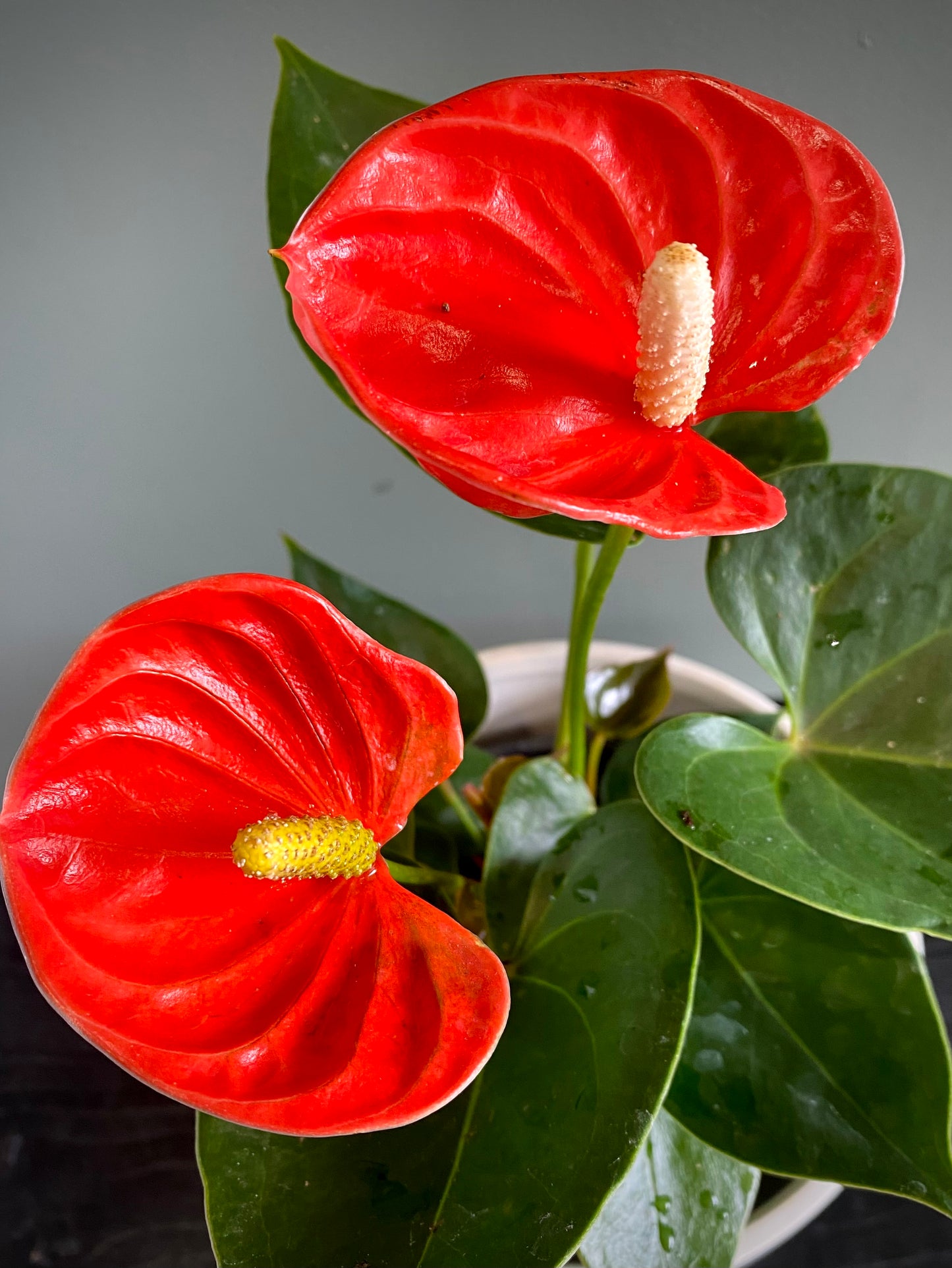Anthurium
