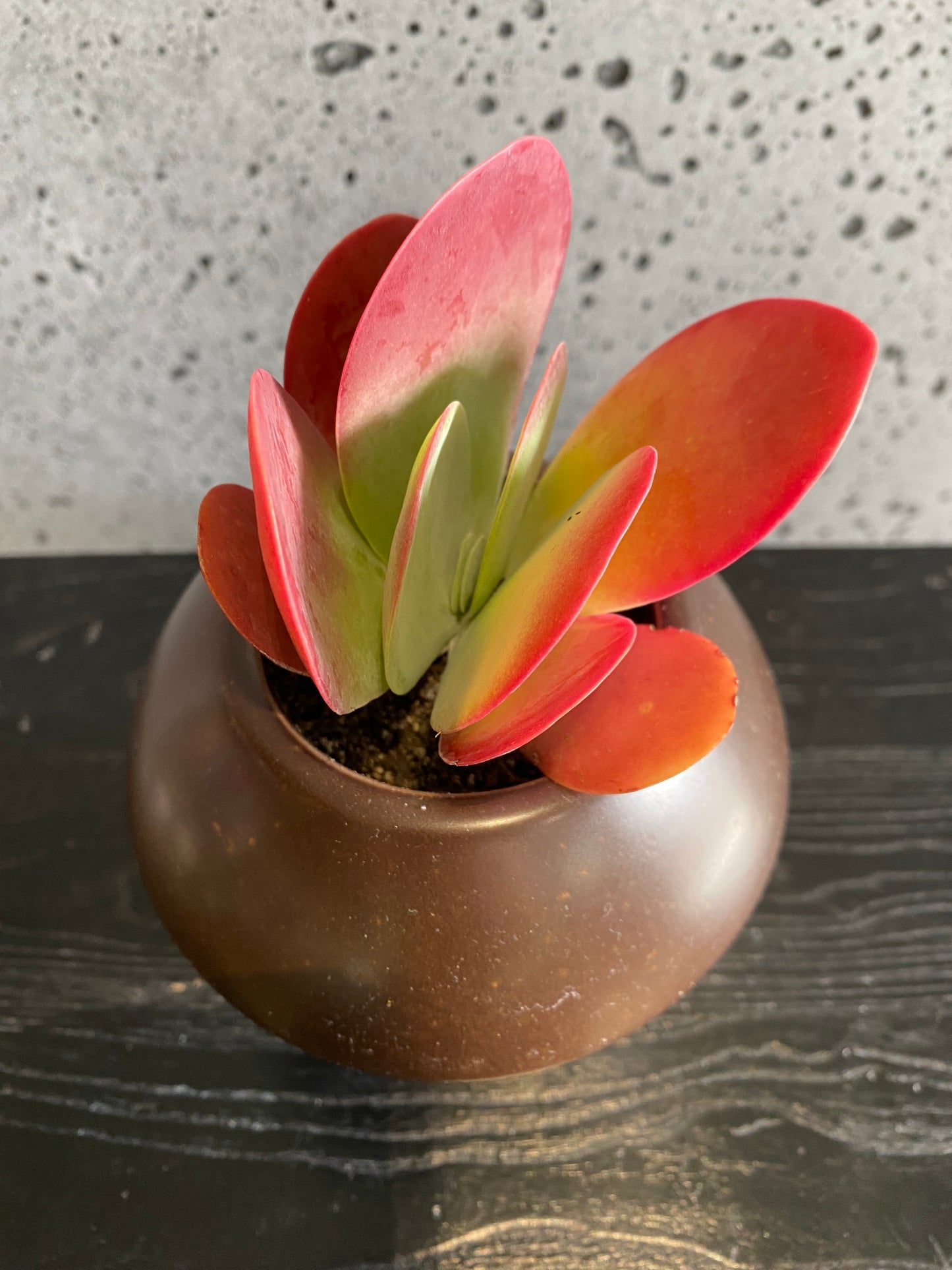 Hagi succulent set (brown)