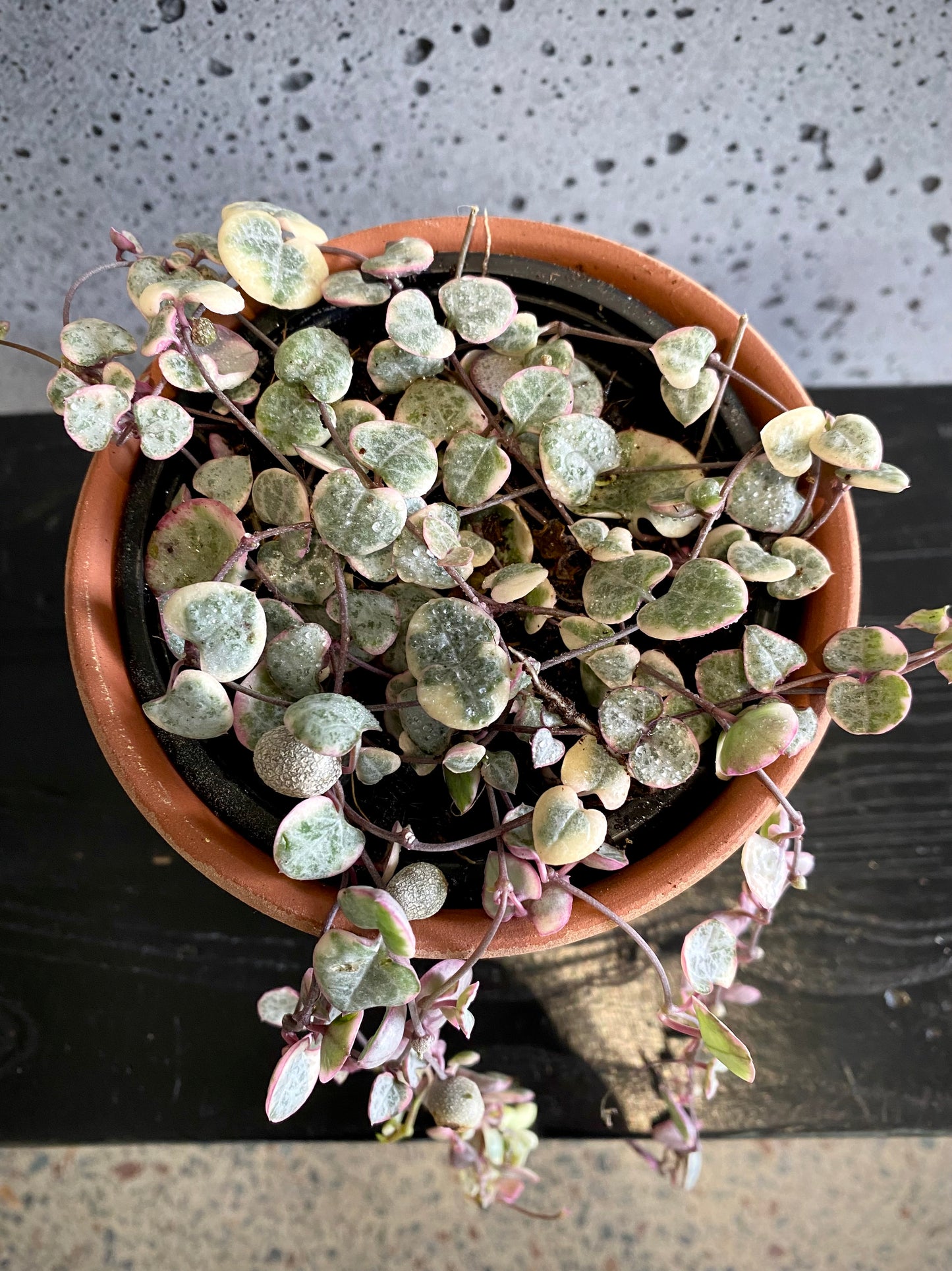 Variegated Chain of Hearts