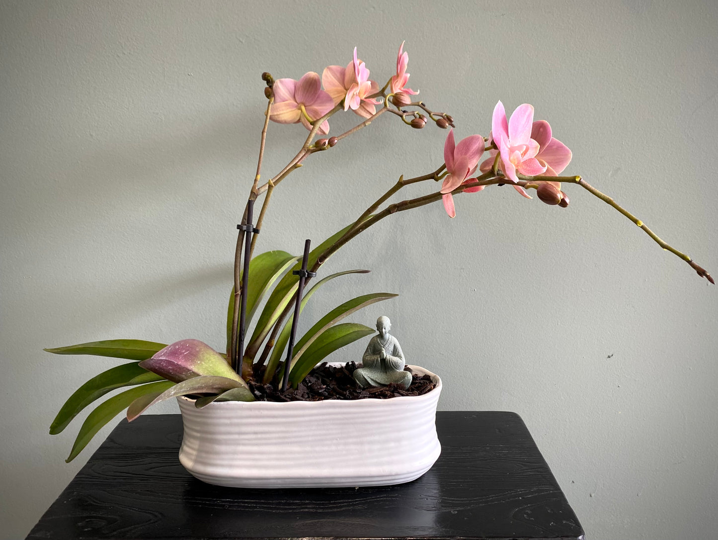 Ashley Mini Orchid Set