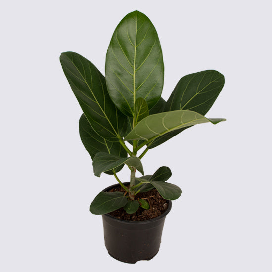 Ficus Audrey