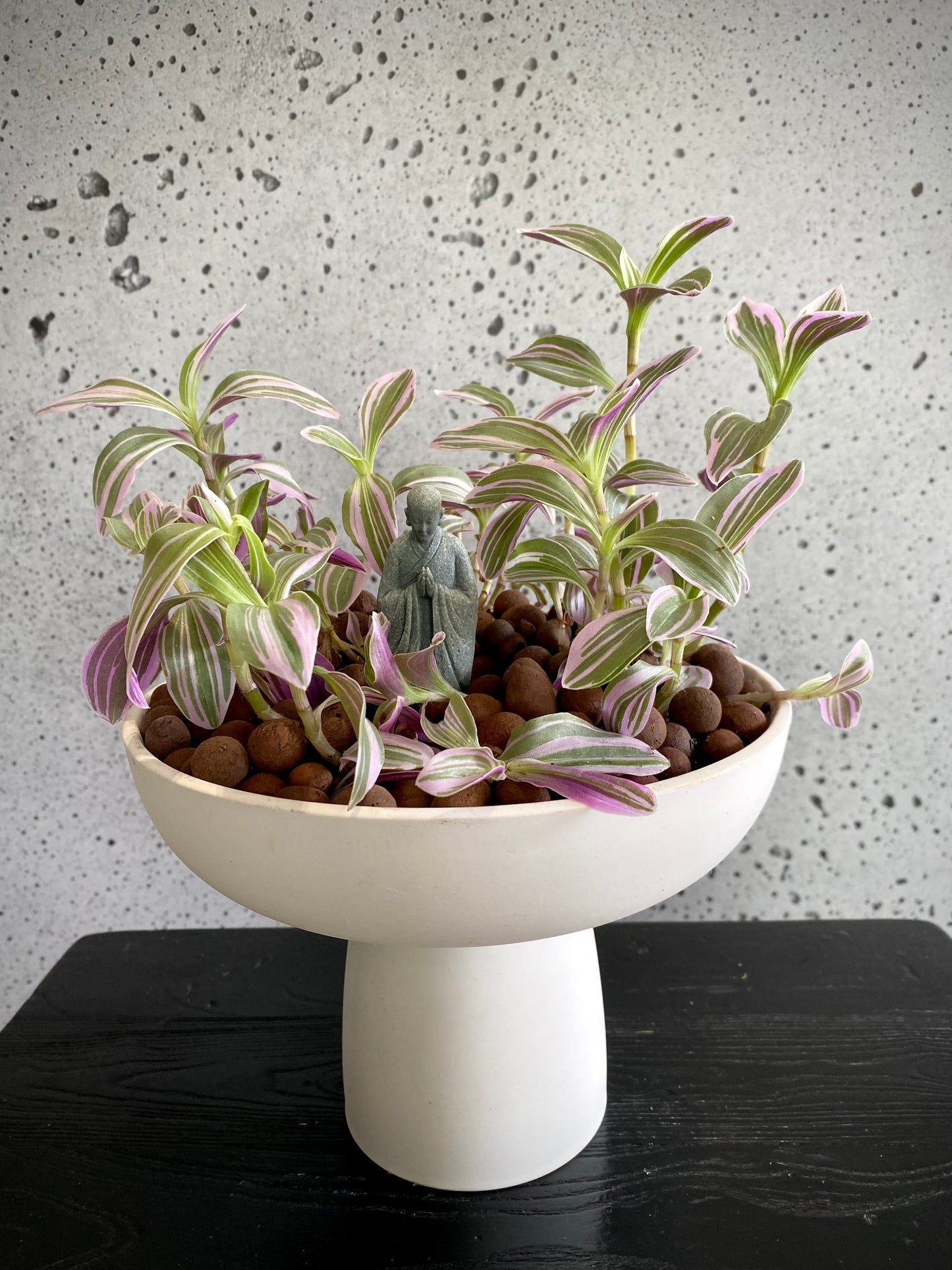 Tradescantia Plant Set