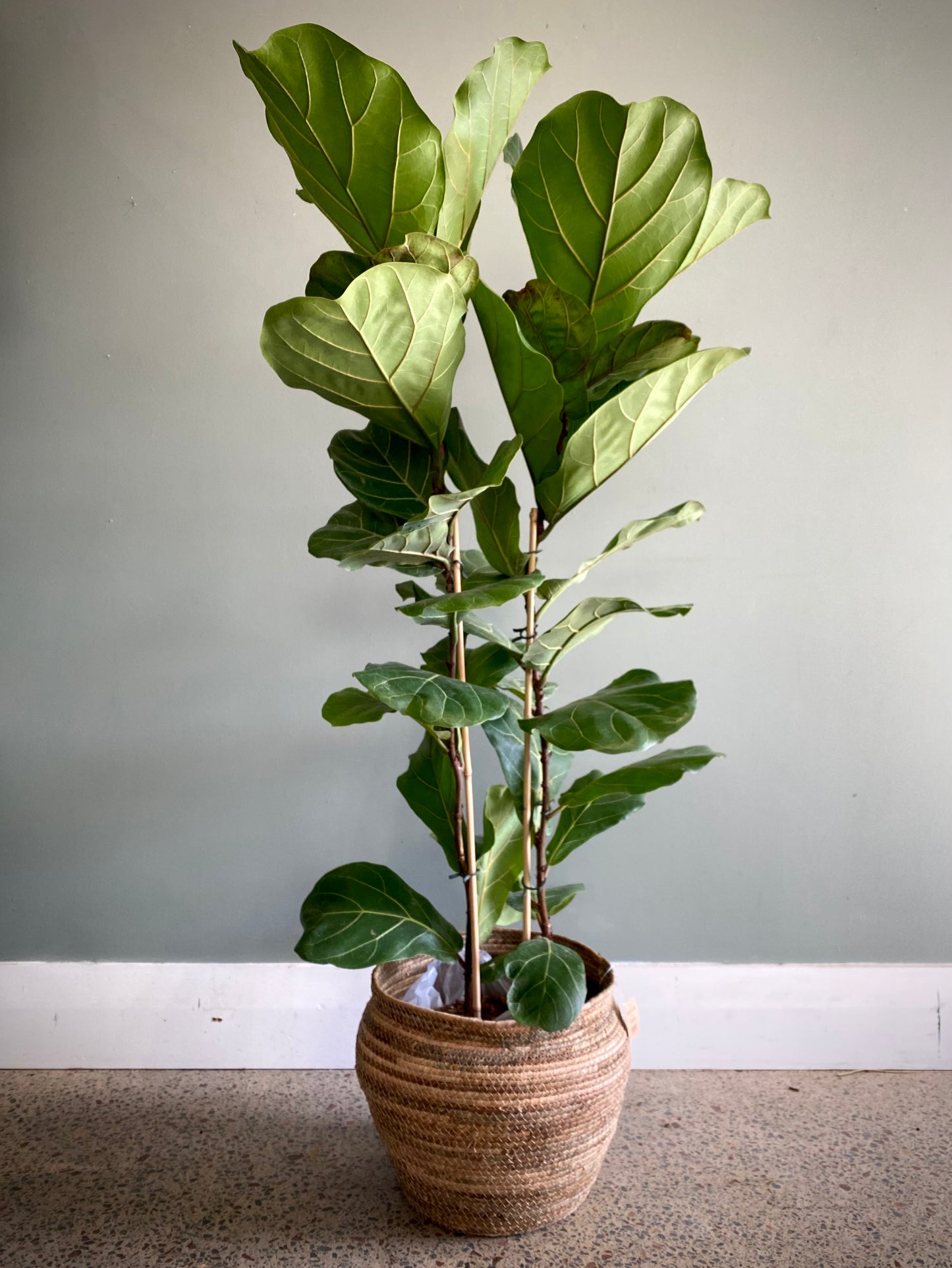 Fiddle-leaf (Large)