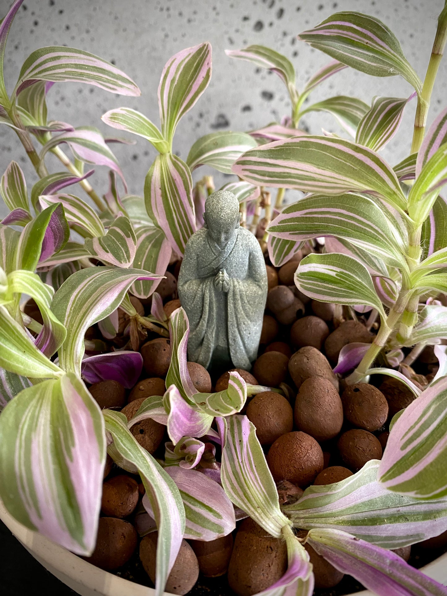 Tradescantia Plant Set