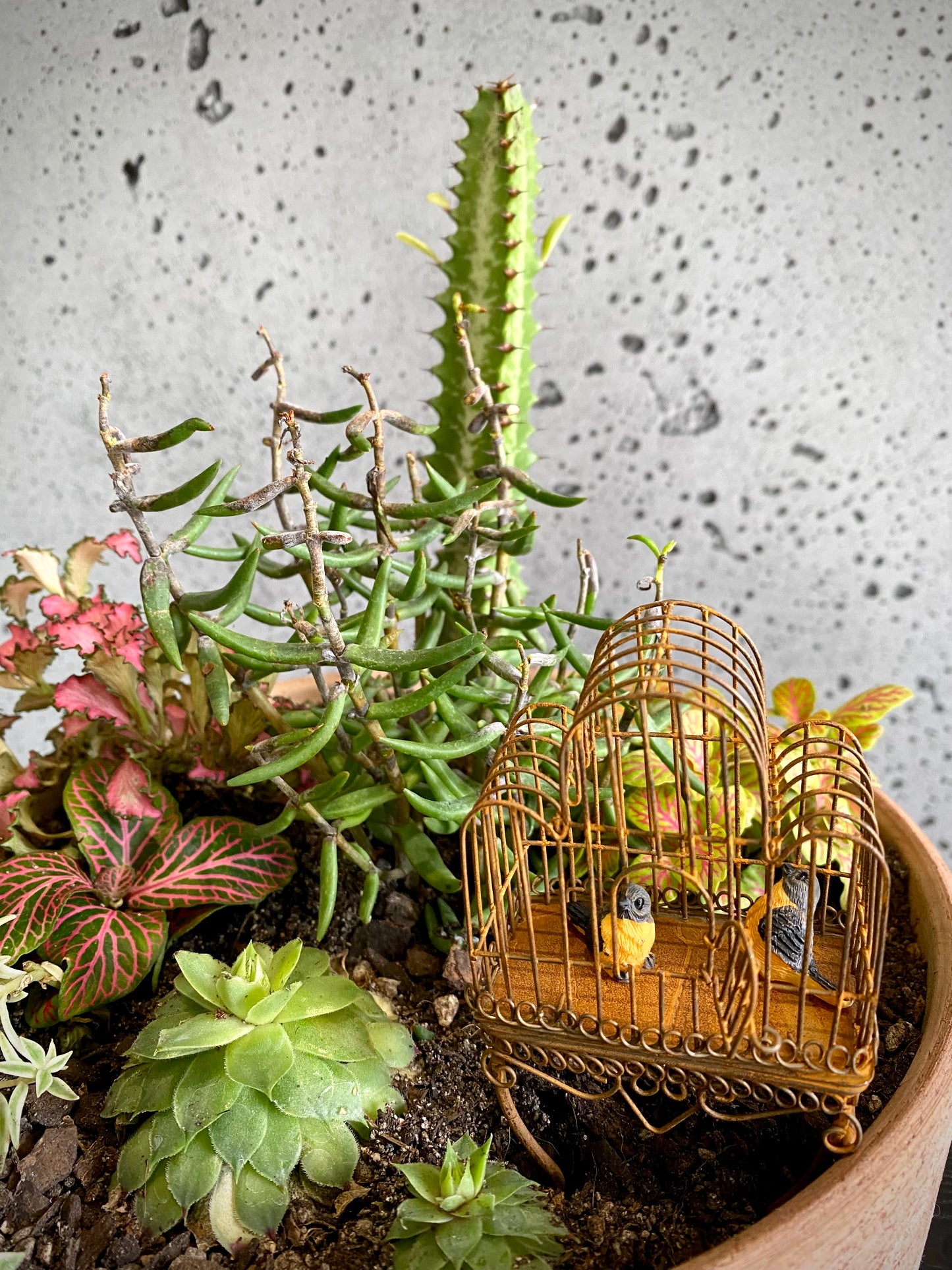 Terracotta Plant Set