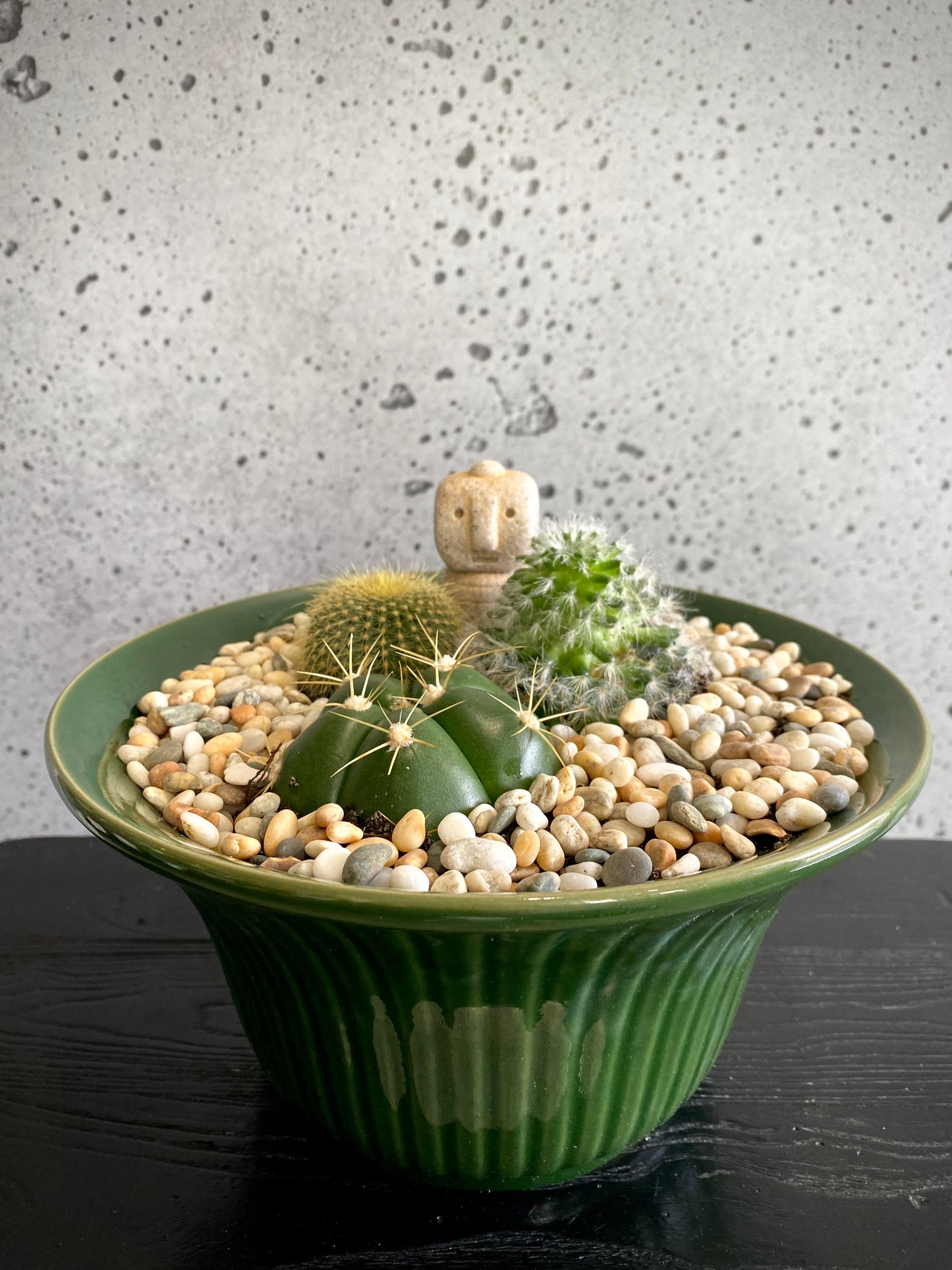 3 Cacti Plant Set
