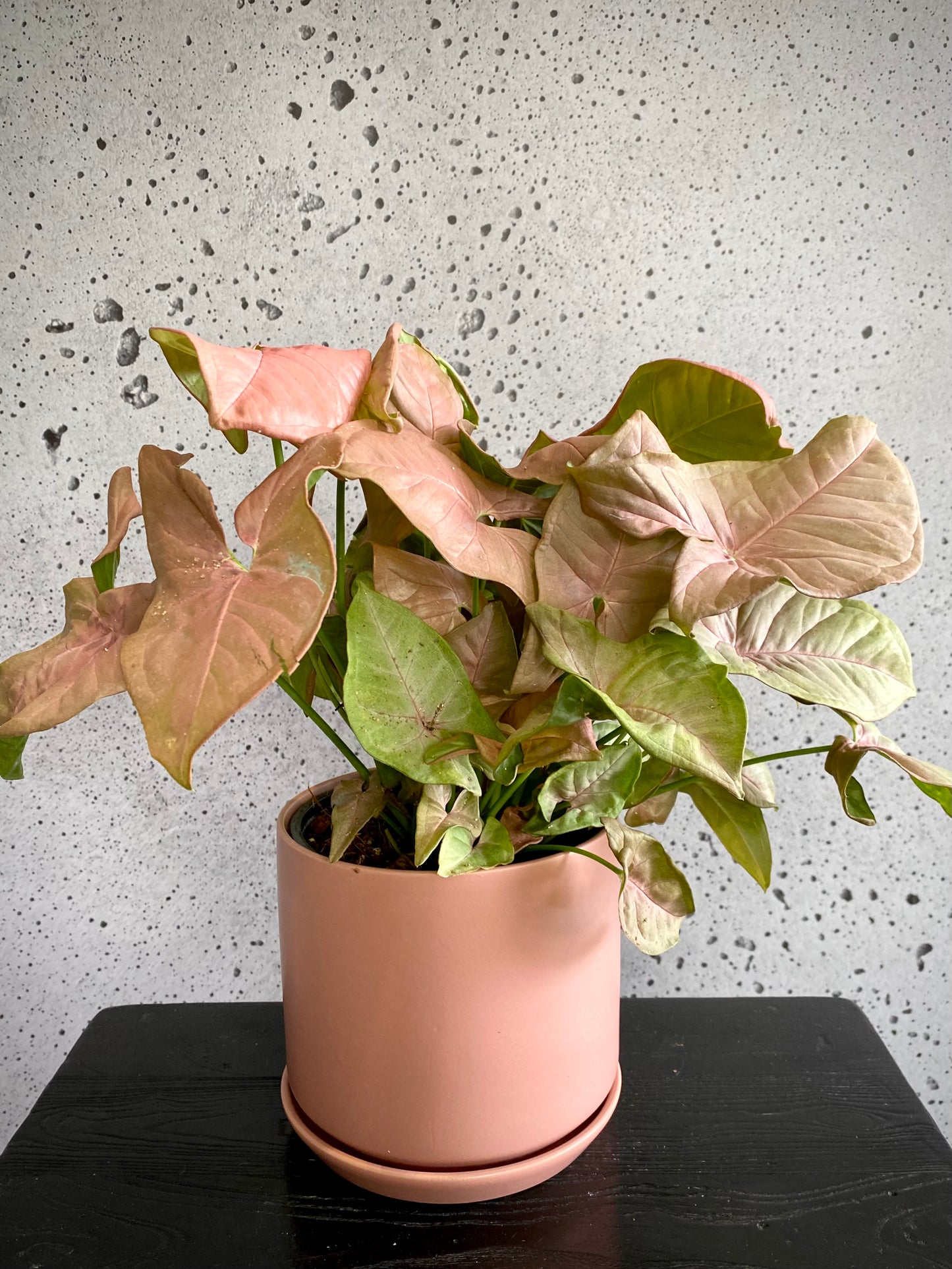 Syngonium Red Heart