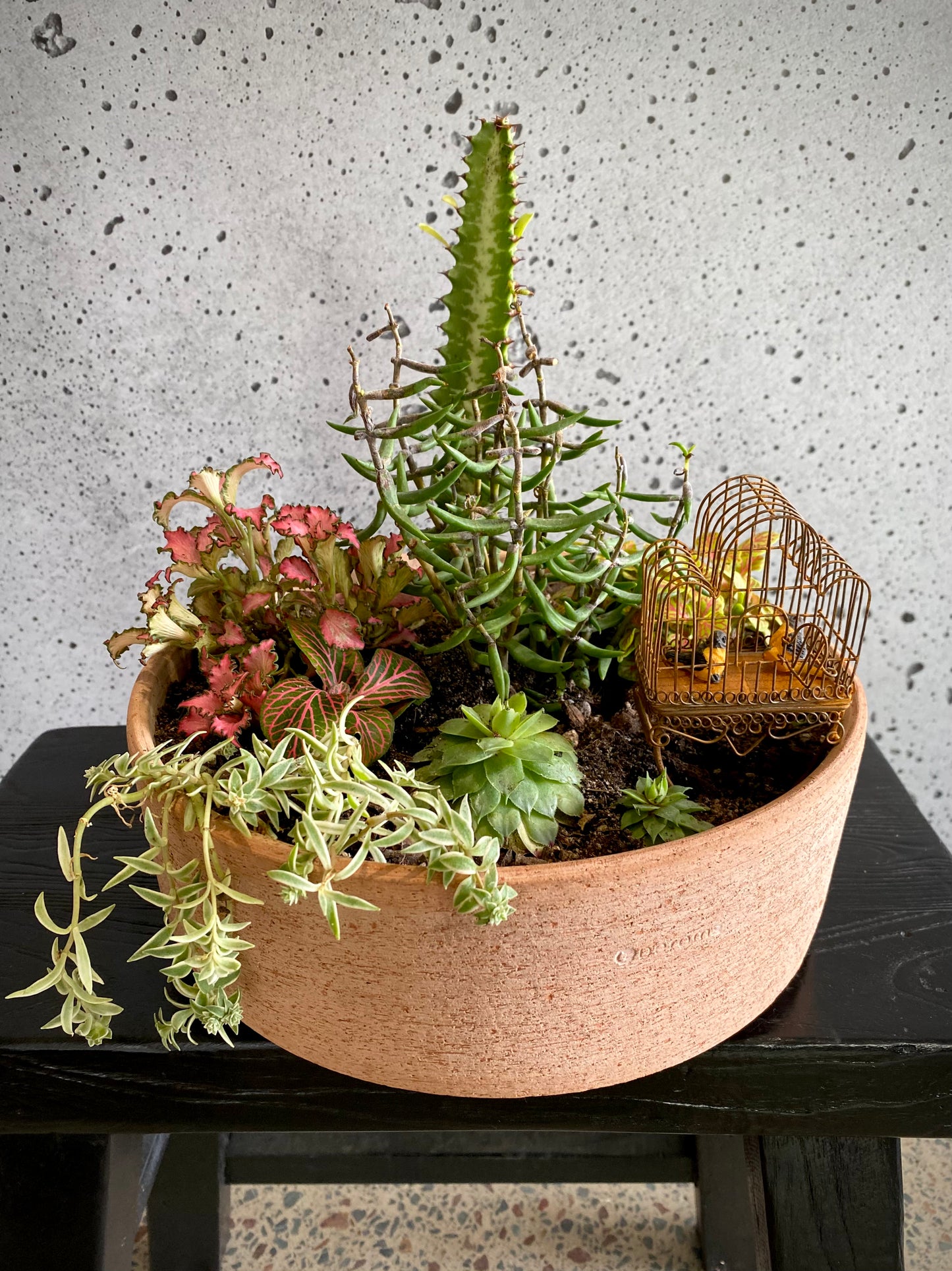 Terracotta Plant Set