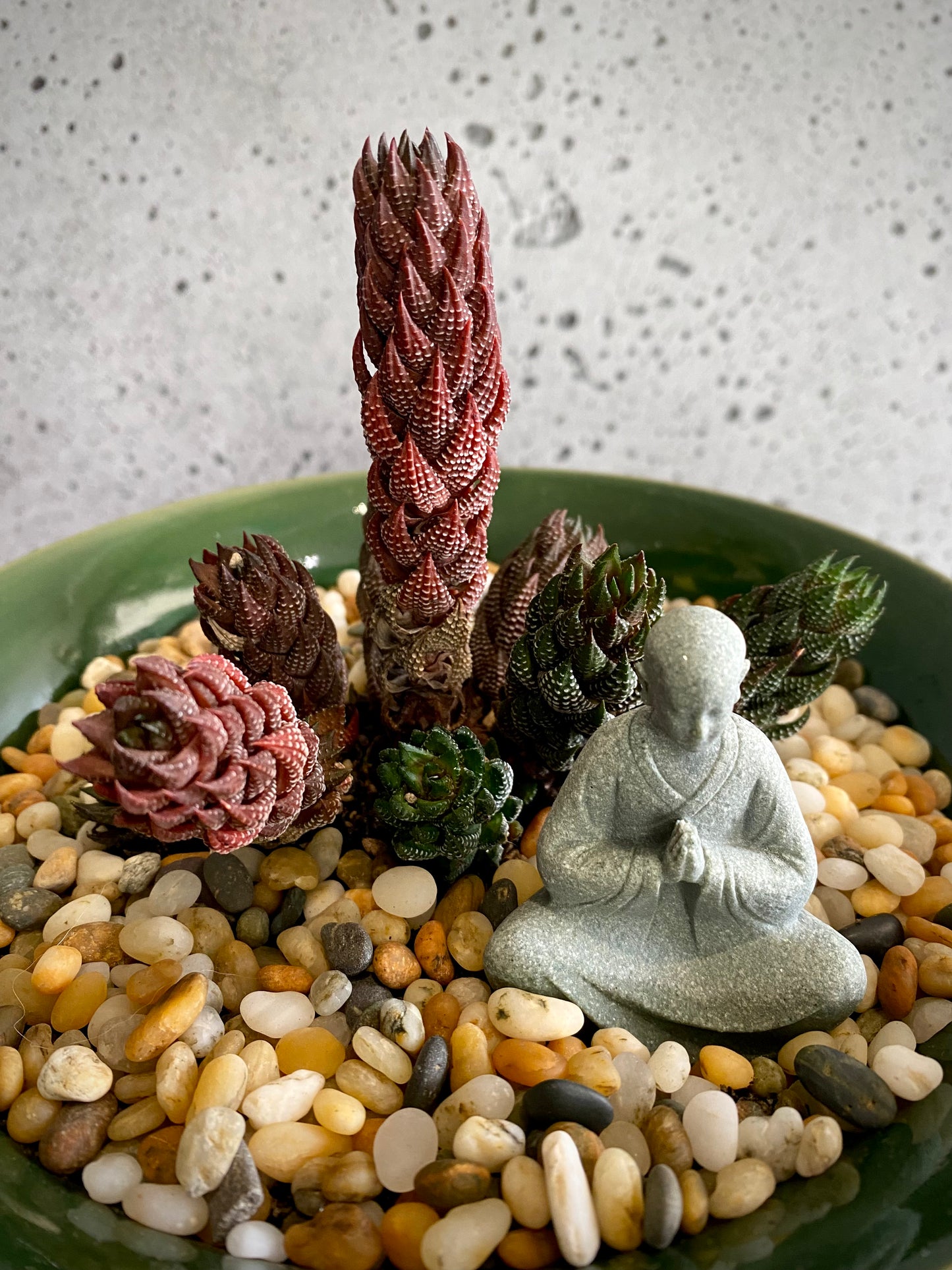 Succulent Plant Set