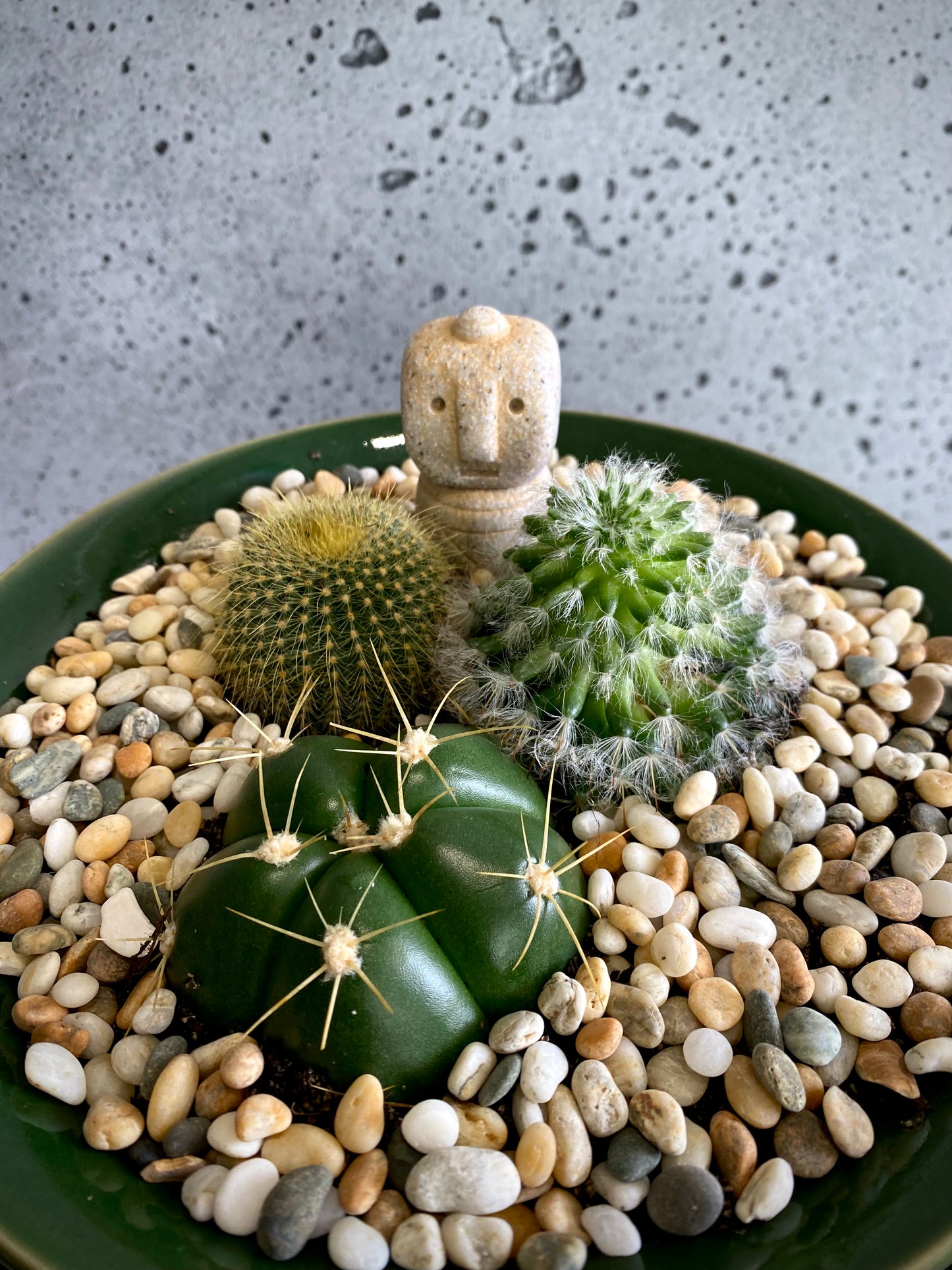 3 Cacti Plant Set