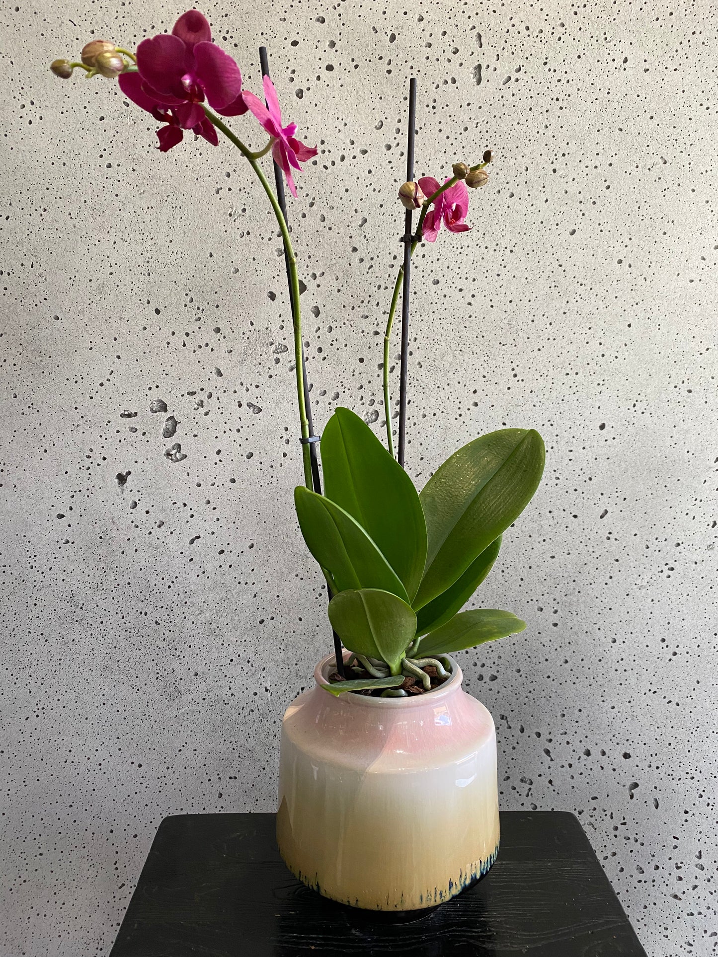 Retro Orchid Set