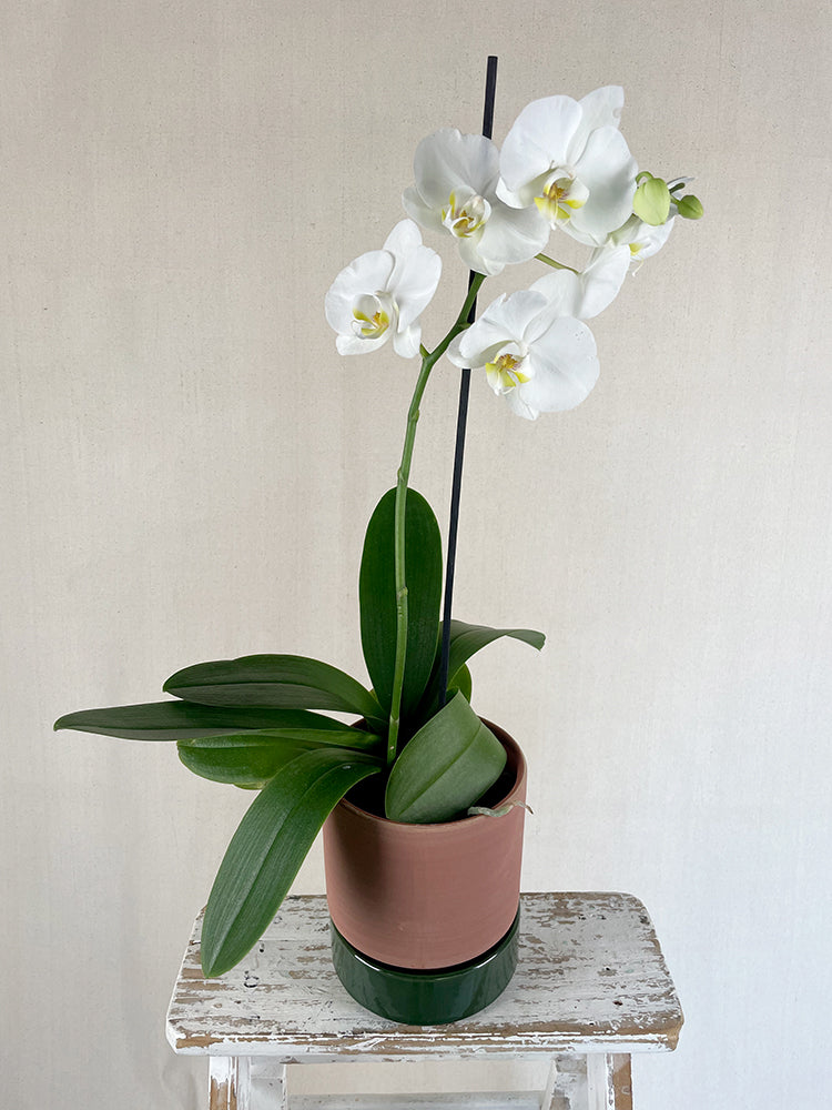 Moth Orchid White