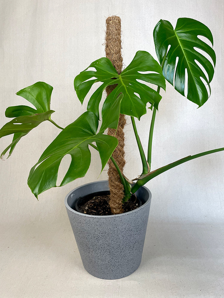 Monsterra with Concrete Look Pot