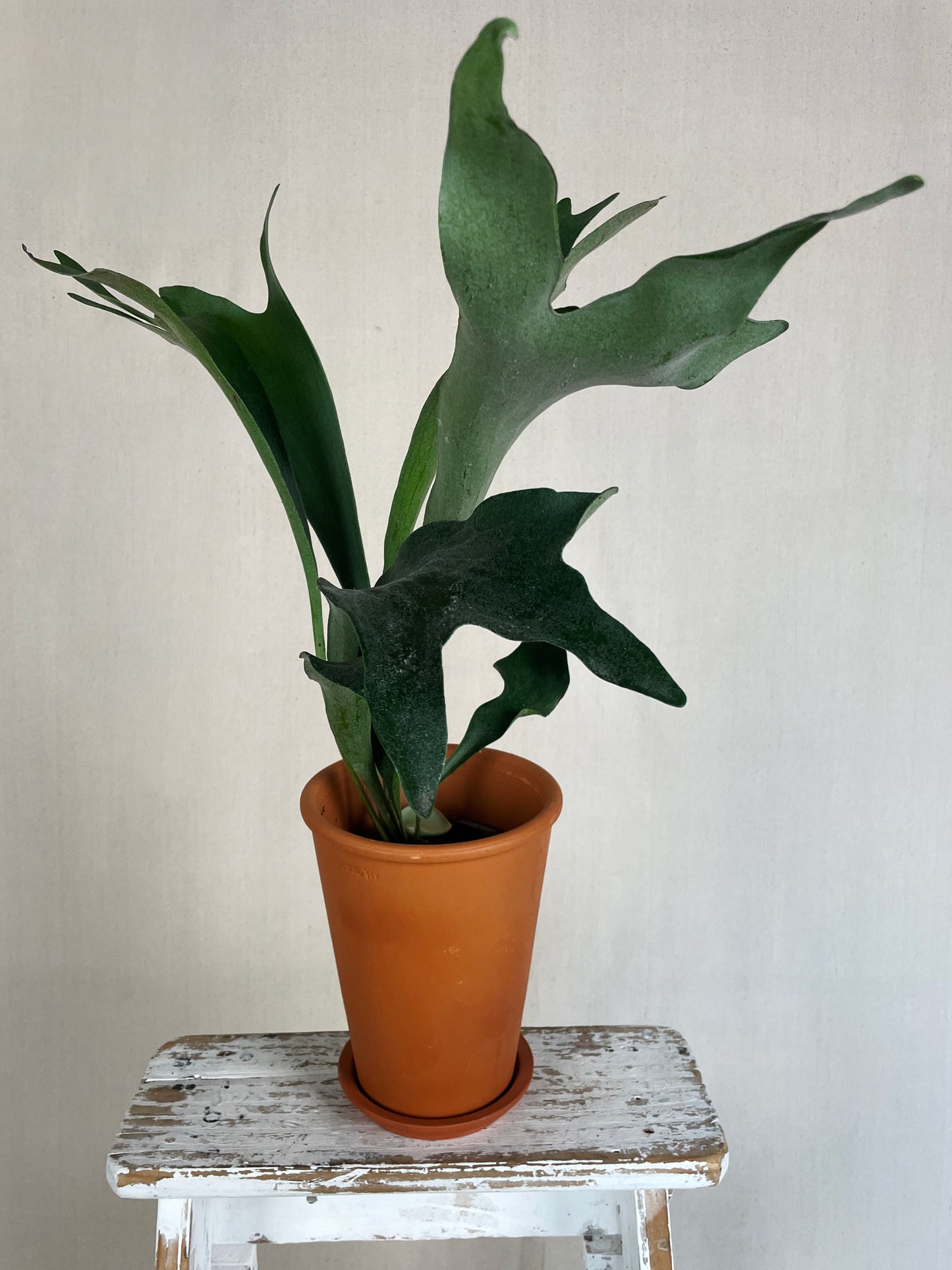 Staghorn Fern