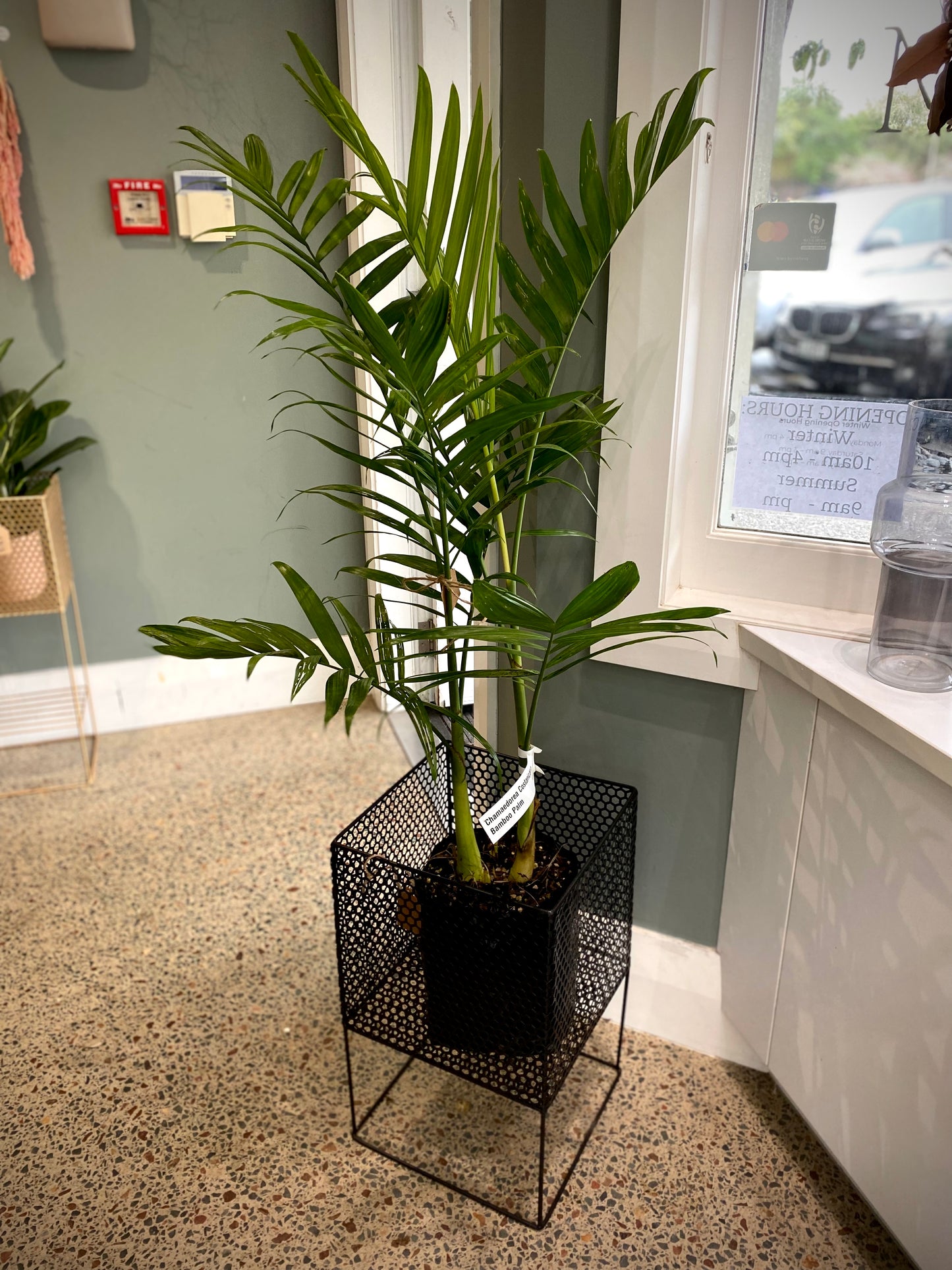 Bamboo Palm
