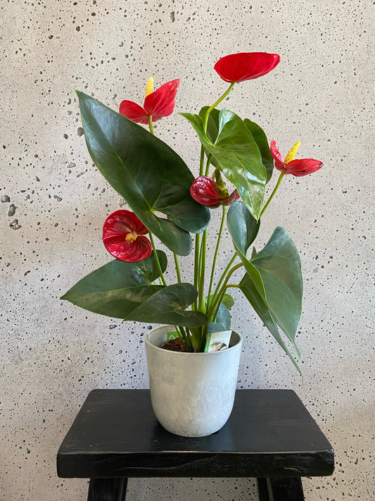 Anthurium