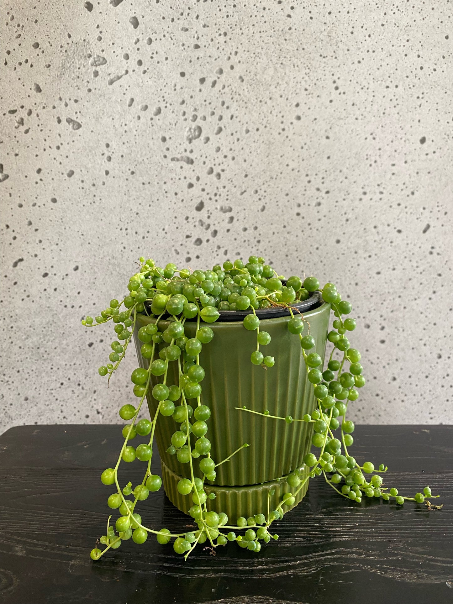 String of Pearls