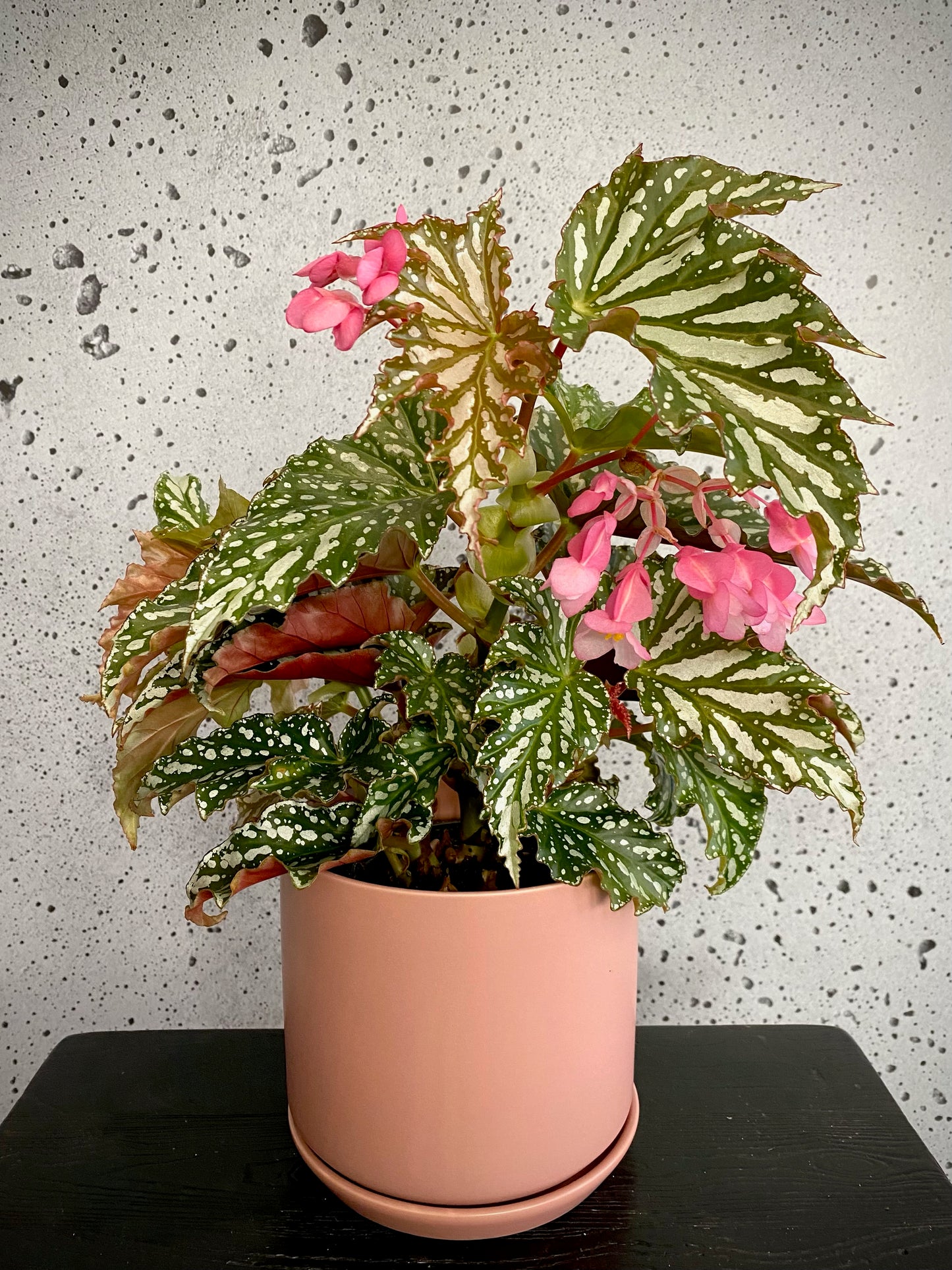 Begonia Bohemian Forest