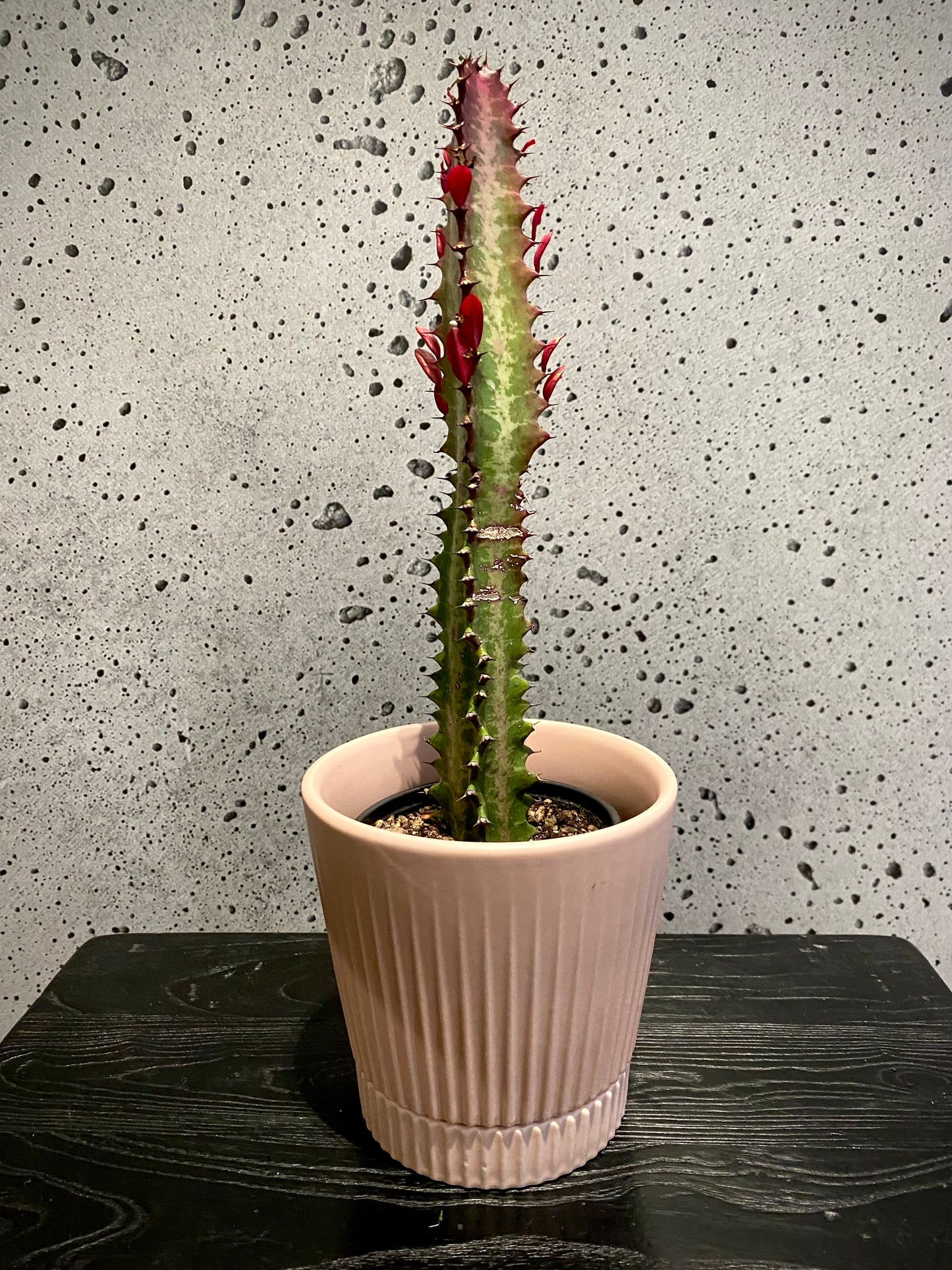 African Milk Tree Set