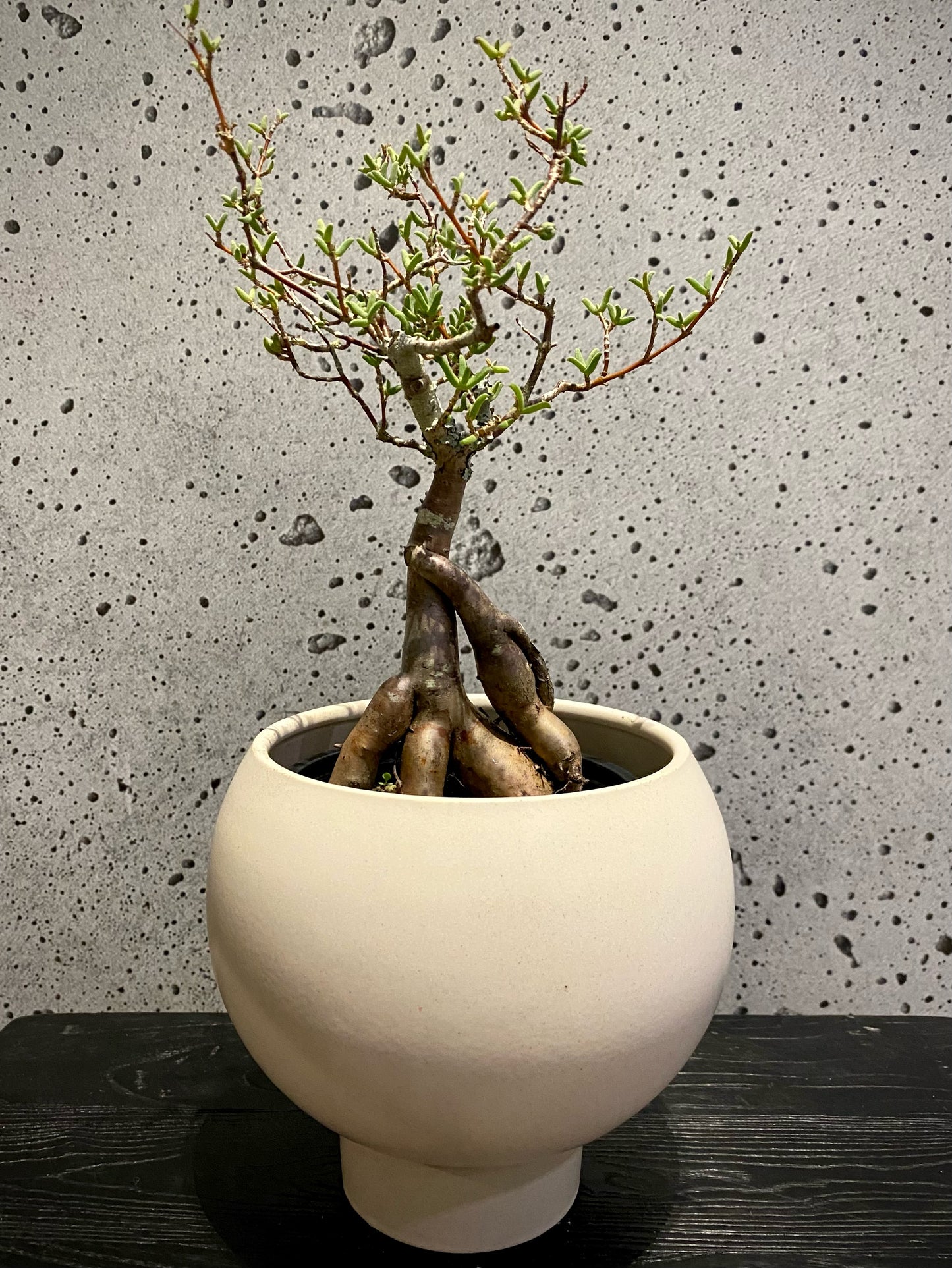 Donkey Fig