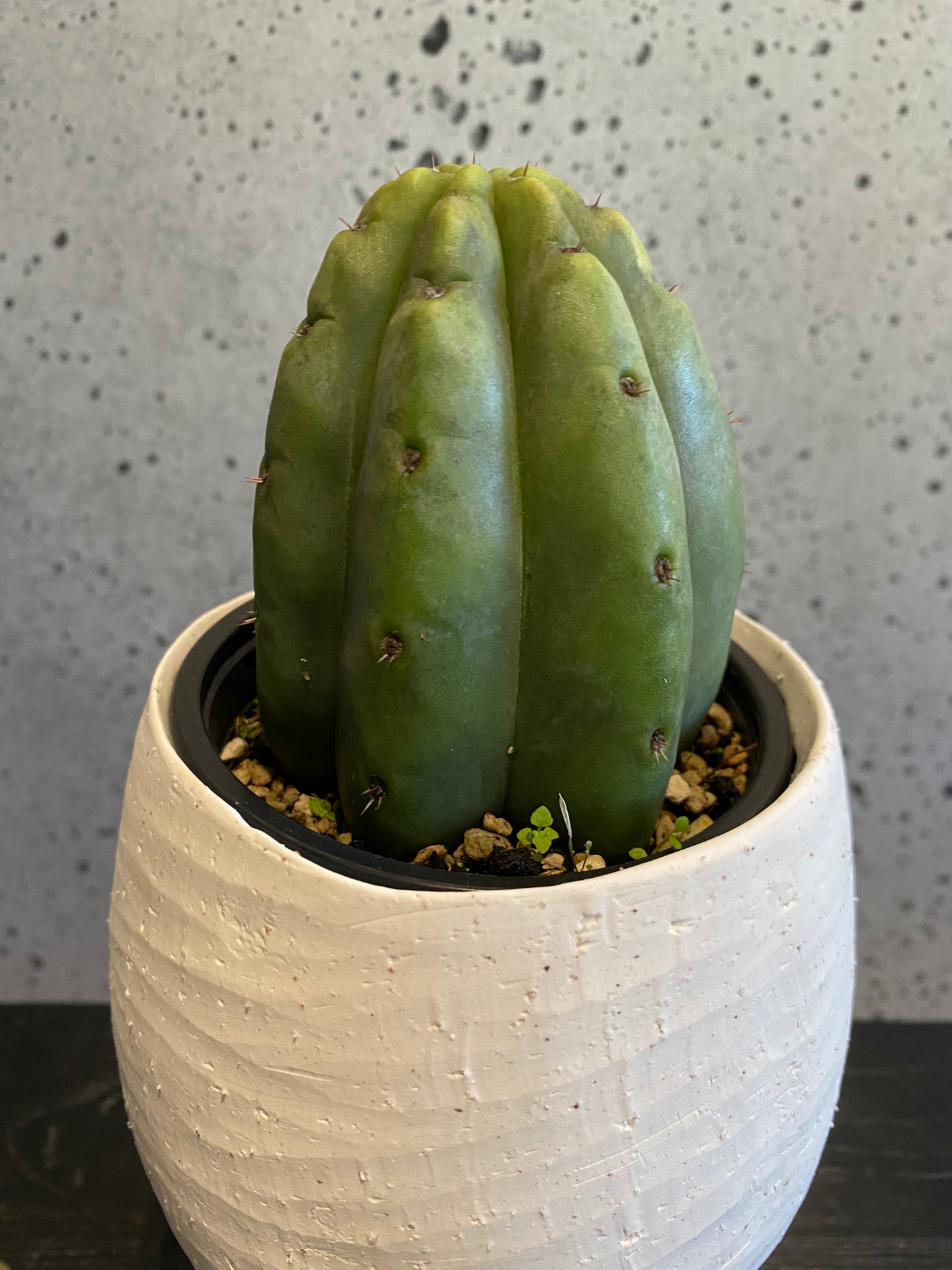 San Pedro Plant Set