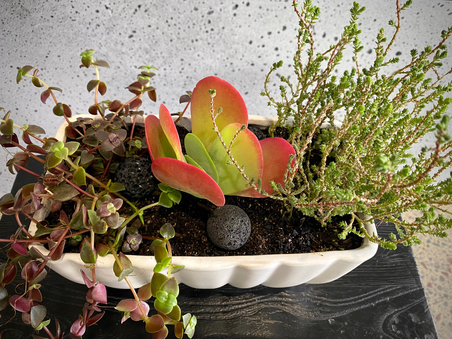 Gretian Plant Set
