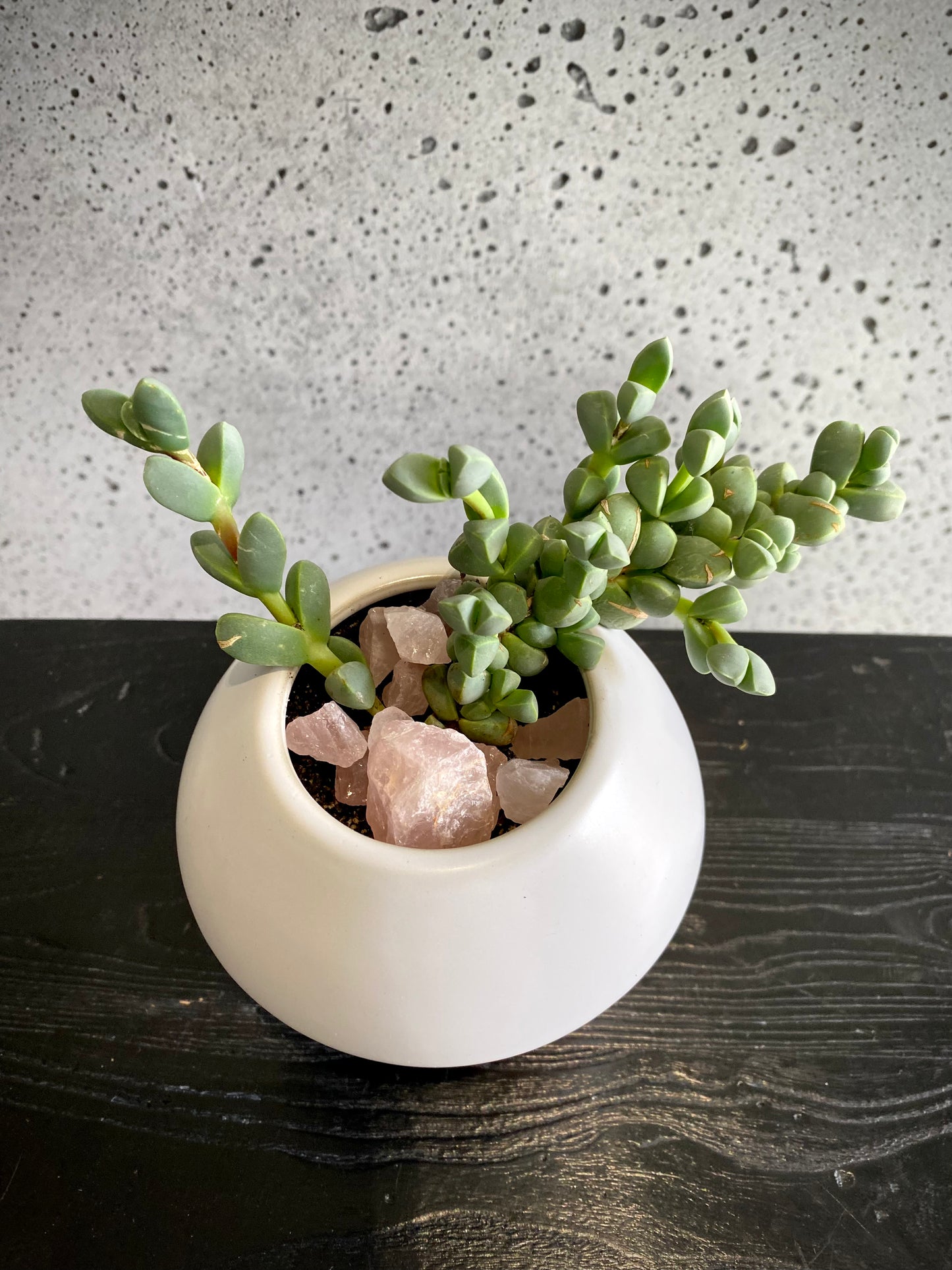Hagi succulent set (lavender)