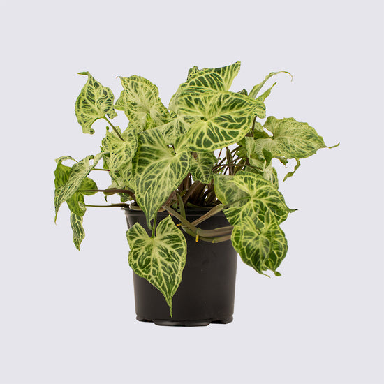 Syngonium Batik