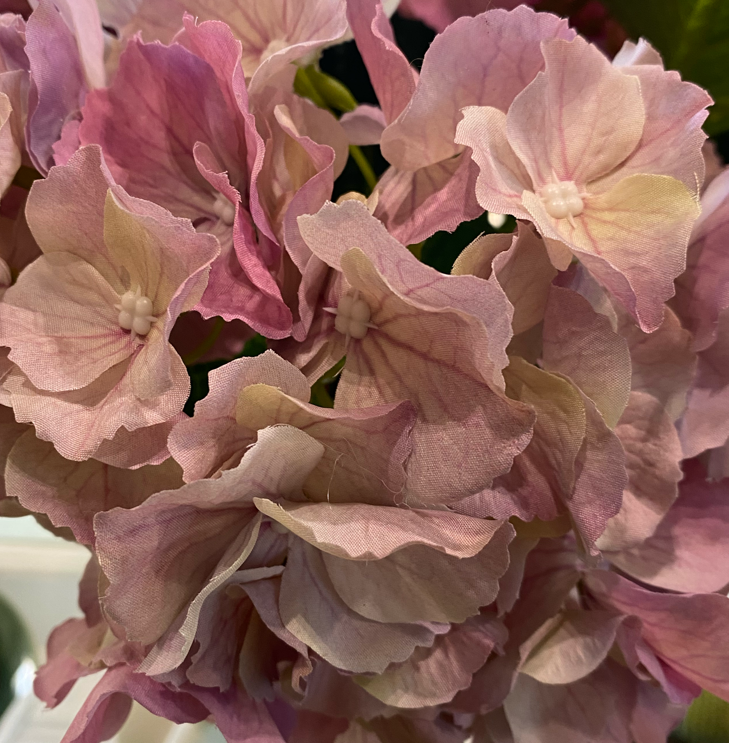 Hydrangea En Masse