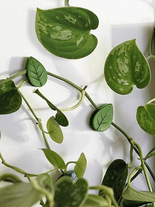 Leaf Plant Clips holding plant stems to wall
