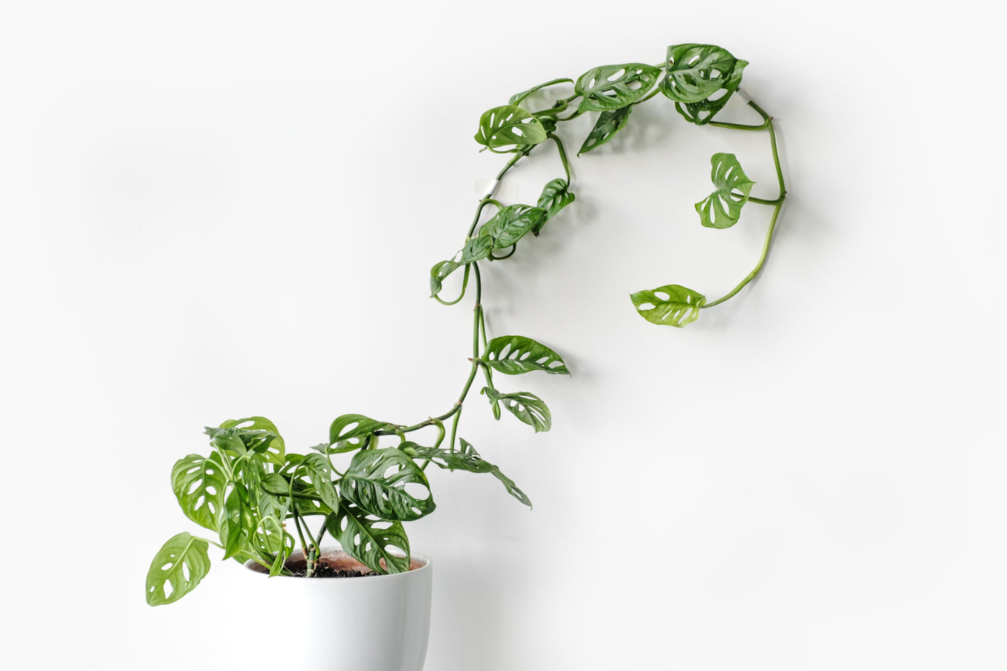 Monstera Monkey Mask