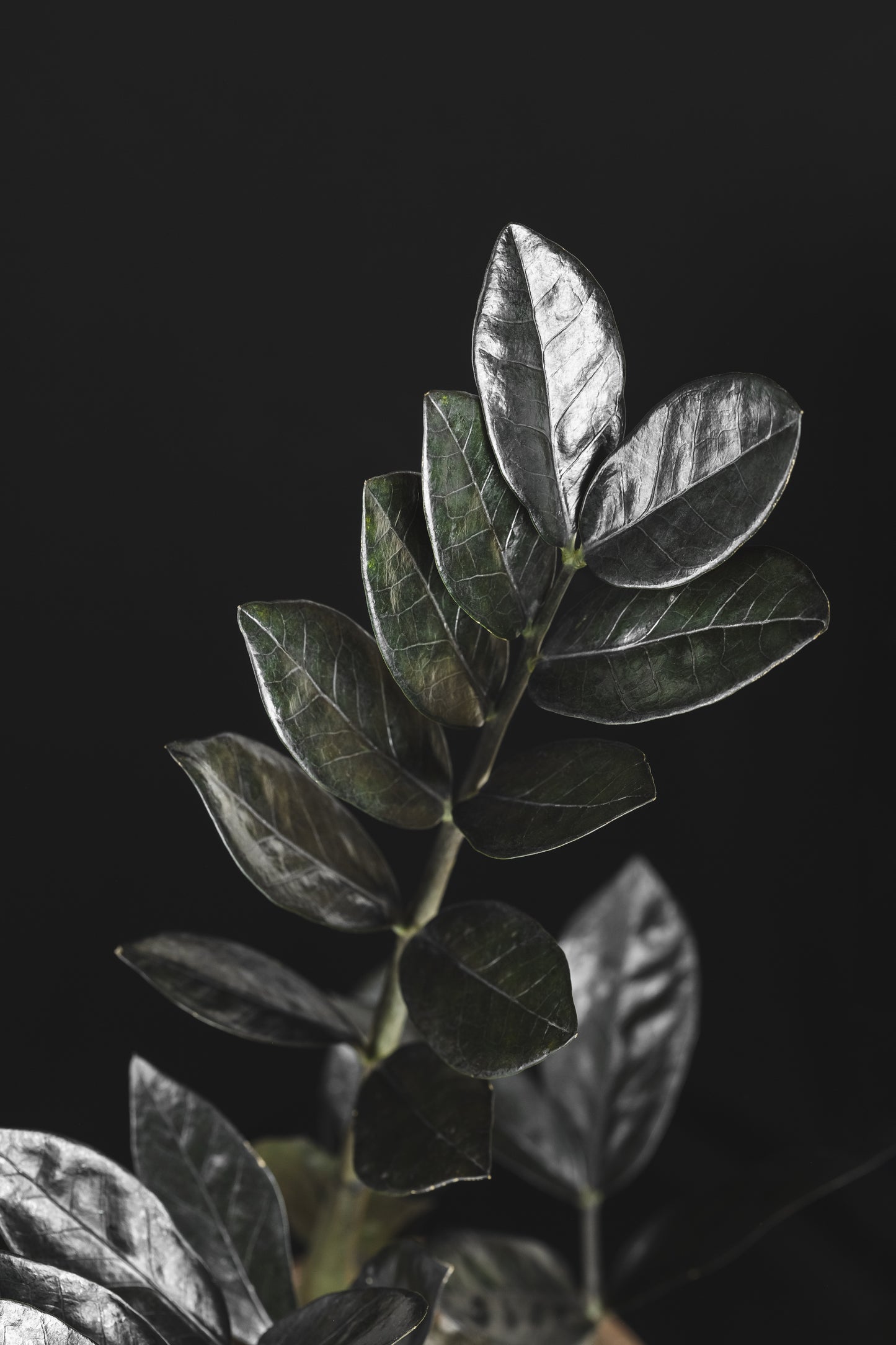 Zamioculcas Dark Knight