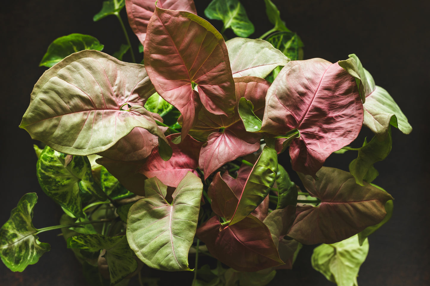 Syngonium Red Heart