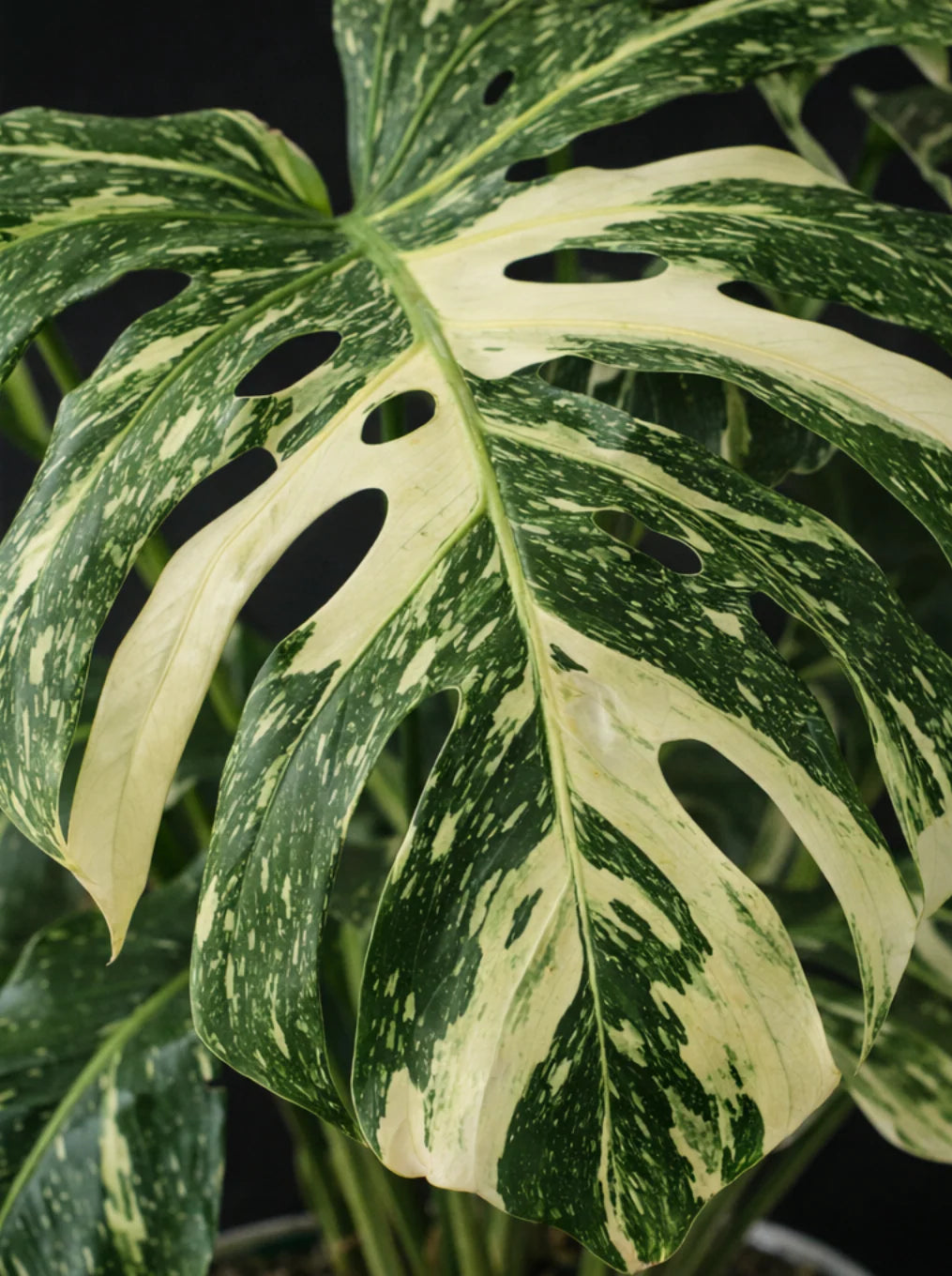 Monstera Thai Constellation — Rare Variegated Beauty