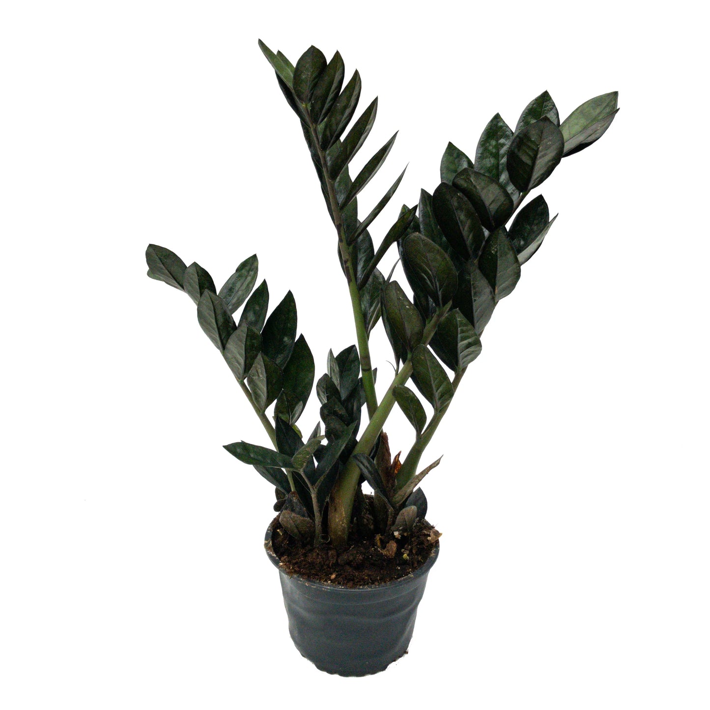 Zamioculcas Dark Knight