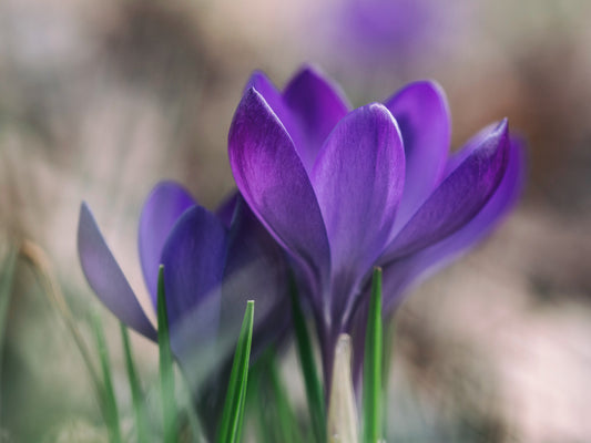 Spring Purple Flower