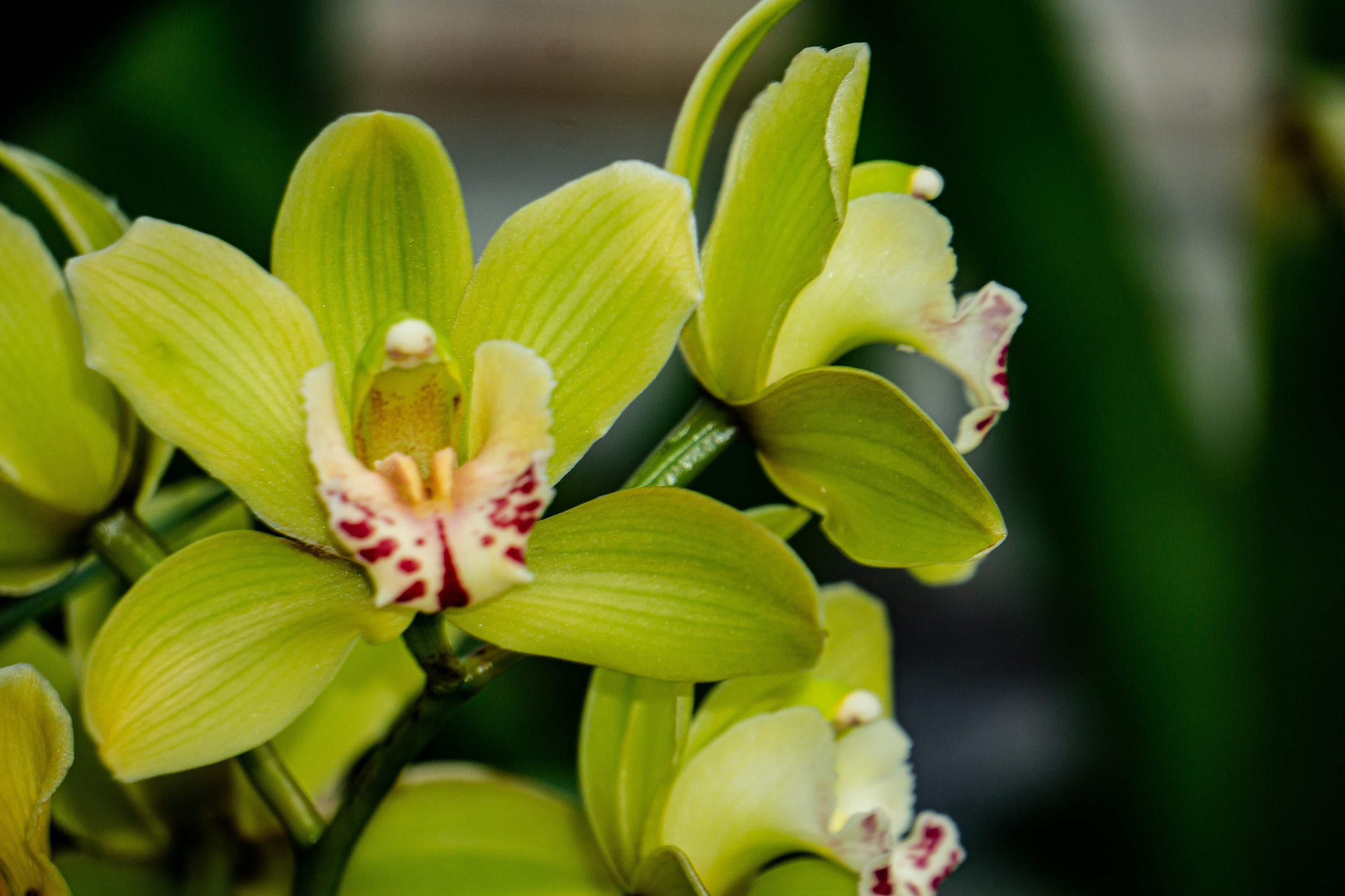 What Flowers Are In Season Nz Winter