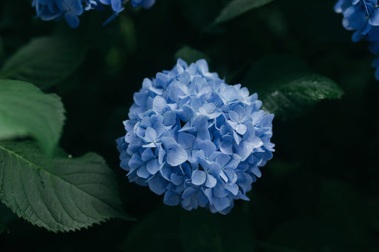 Blue Flower Hydrangea