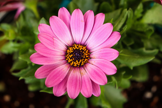 Pink Flower