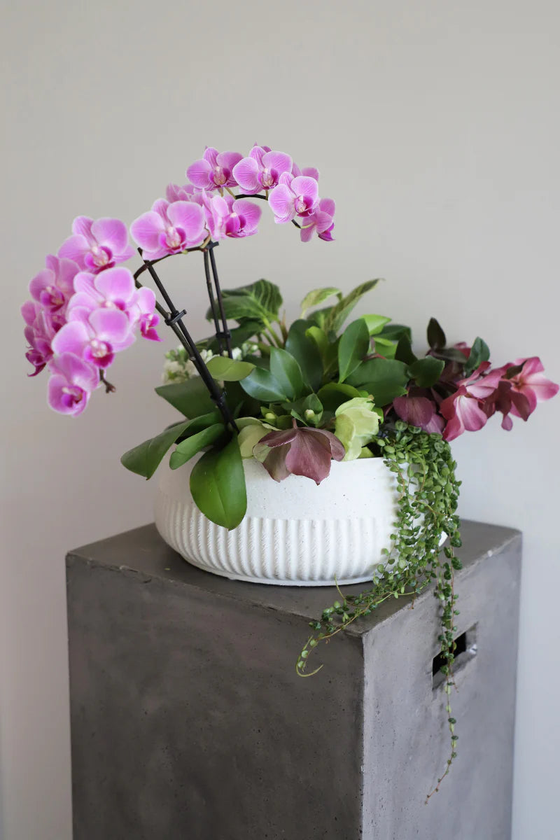 Gaia Ceramic Planter Bowl