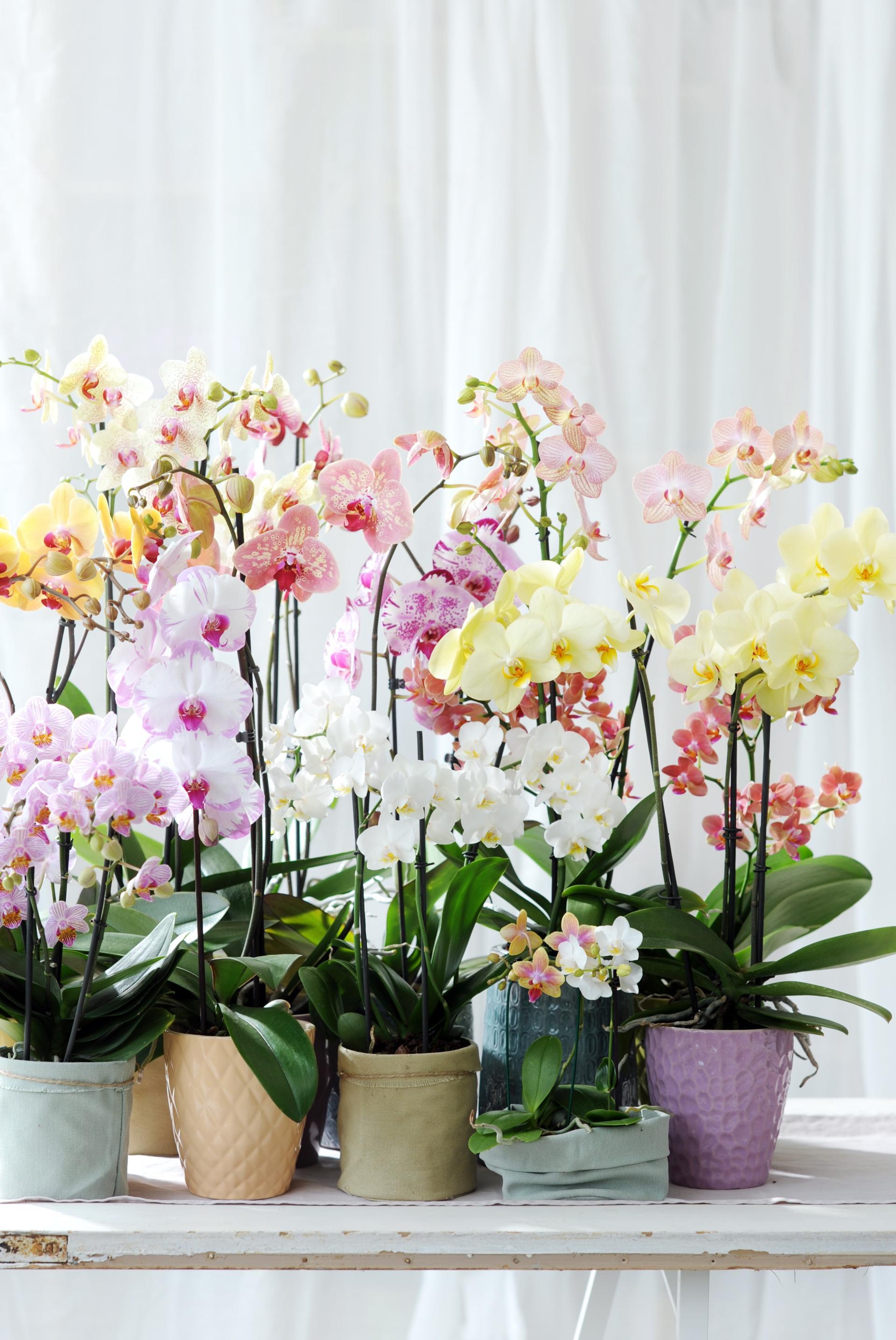 A bunch of Phalaenopsis orchid mini's