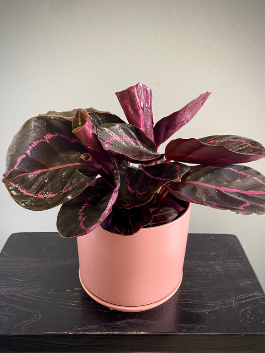 Calathea Dottie