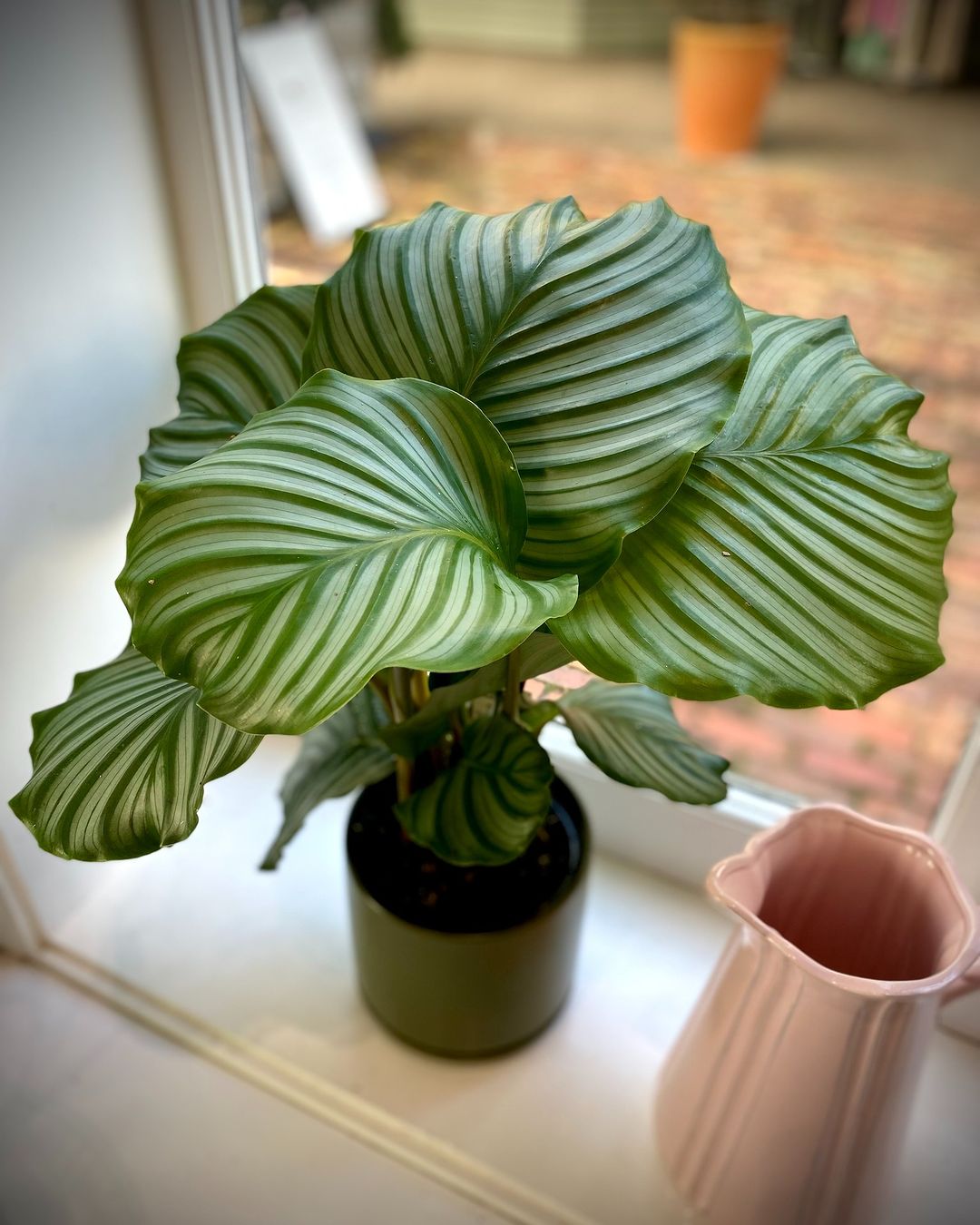 Calathea Orbifolia