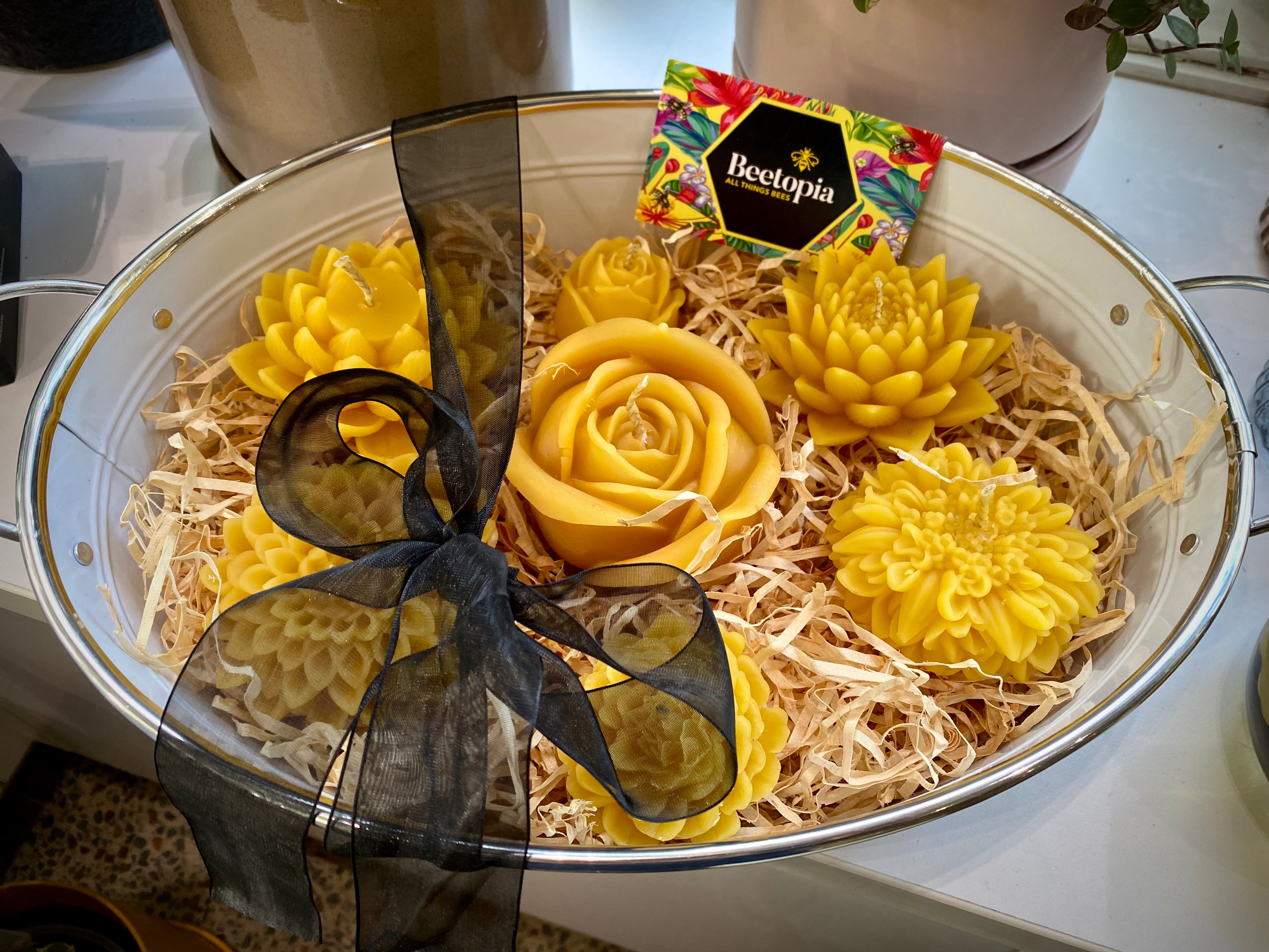 Beetopia Gift Set