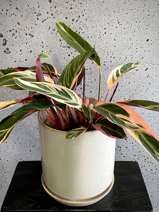 Stromanthe Triostar