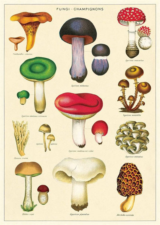 Cavallini Mushrooms Poster Wrap