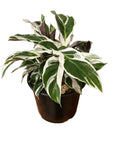 Calathea White Fusion 14cm