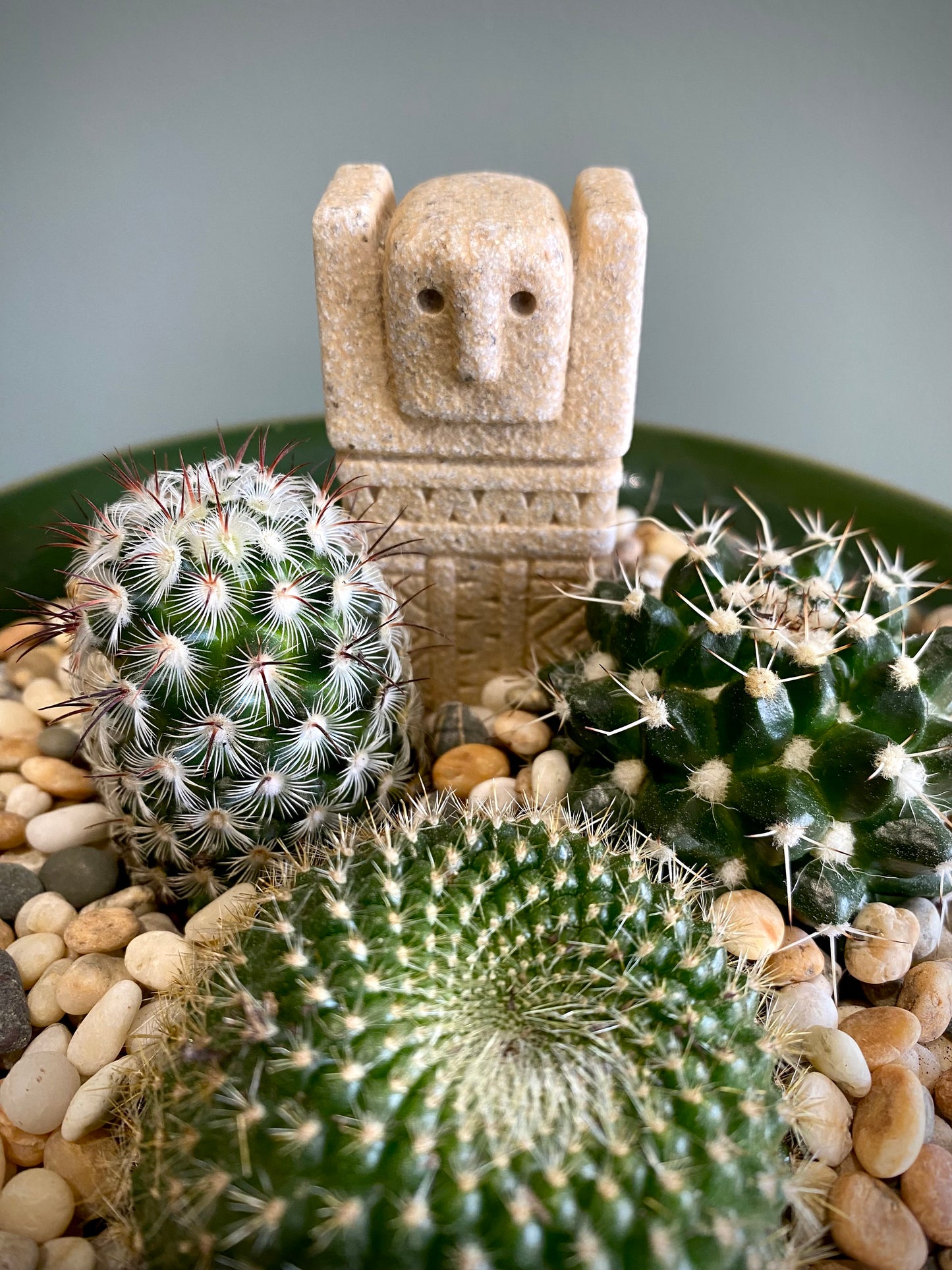 3 Cacti Plant Set